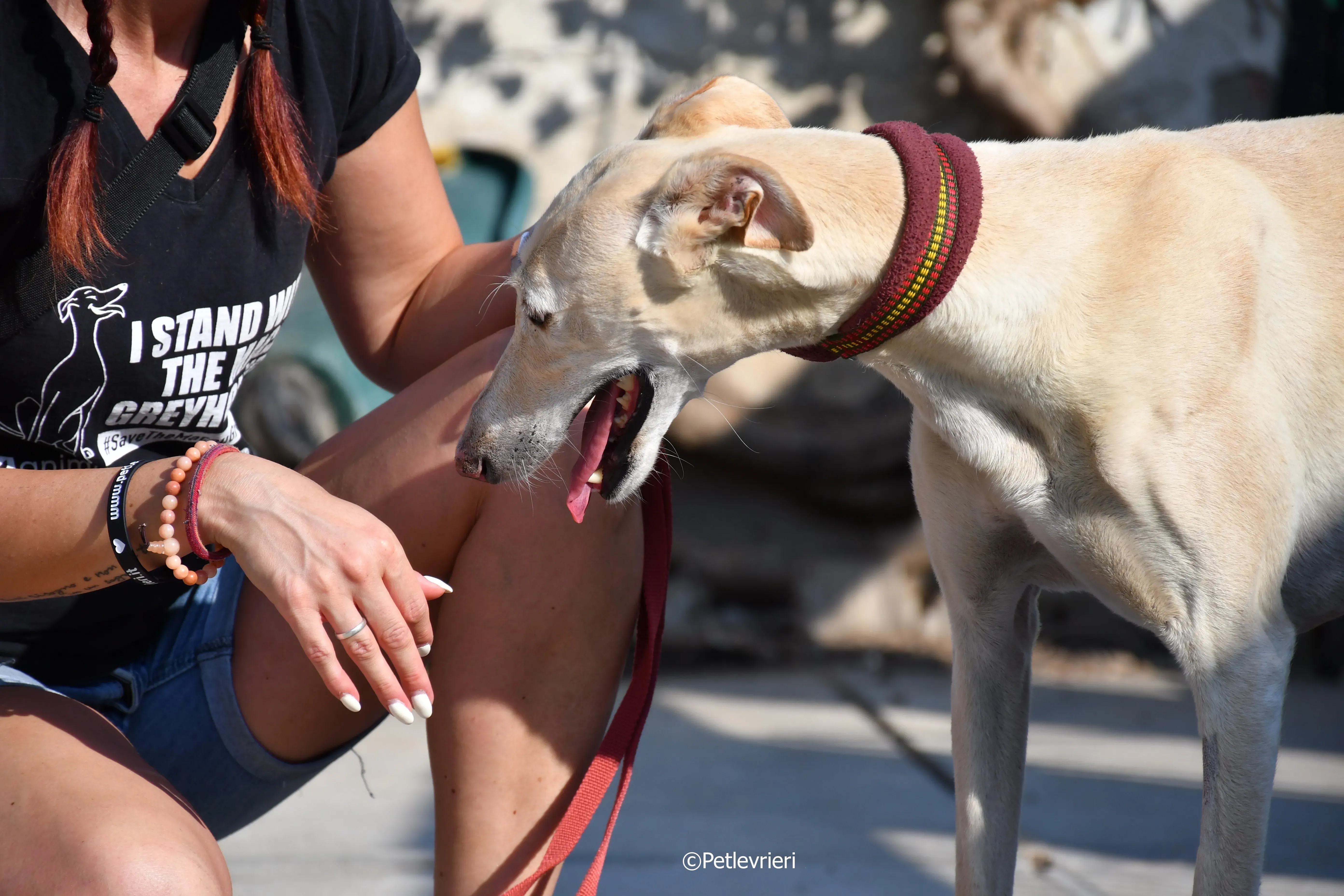 vanilla adozione levrieri galgo 13