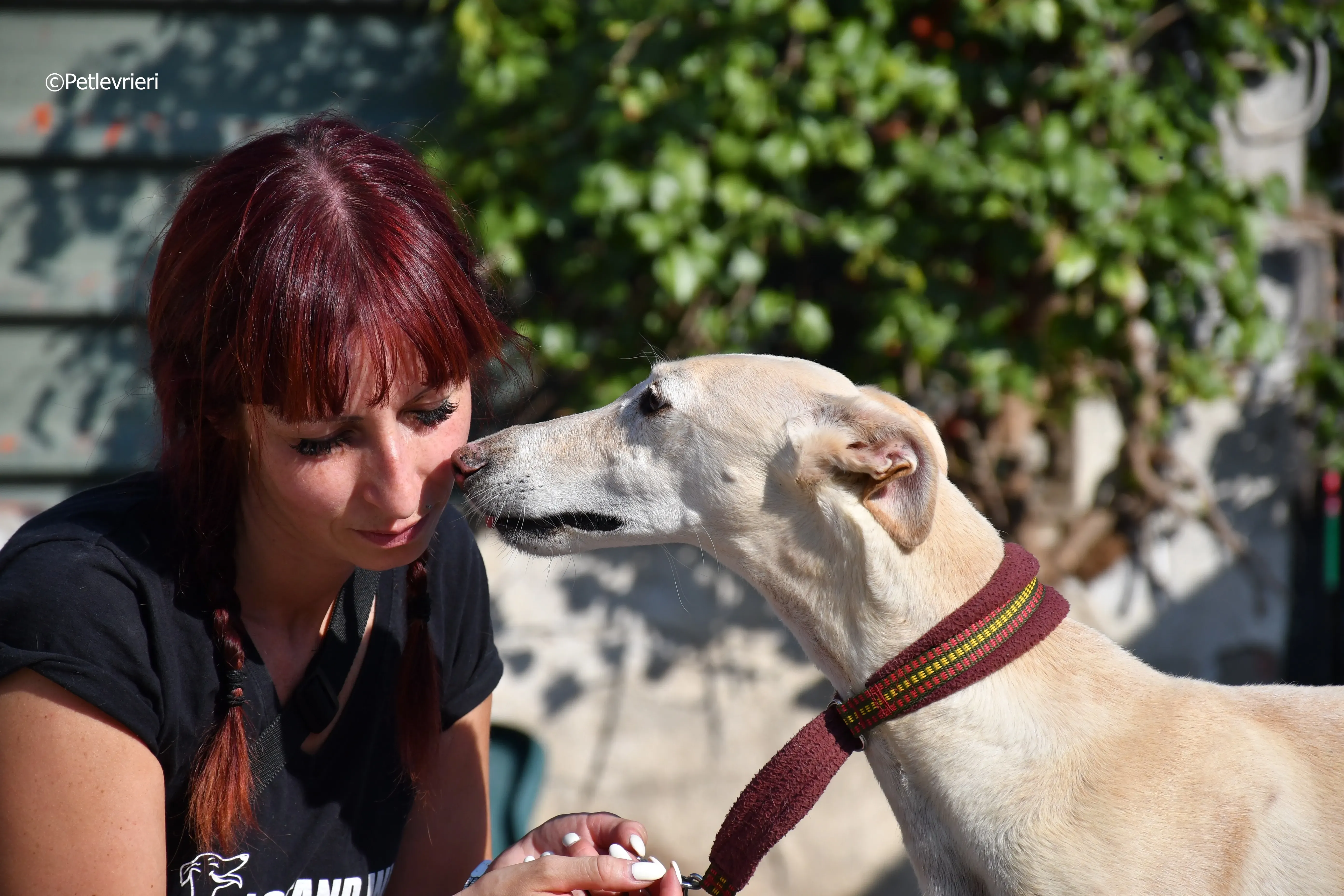 vanilla adozione levrieri galgo 14