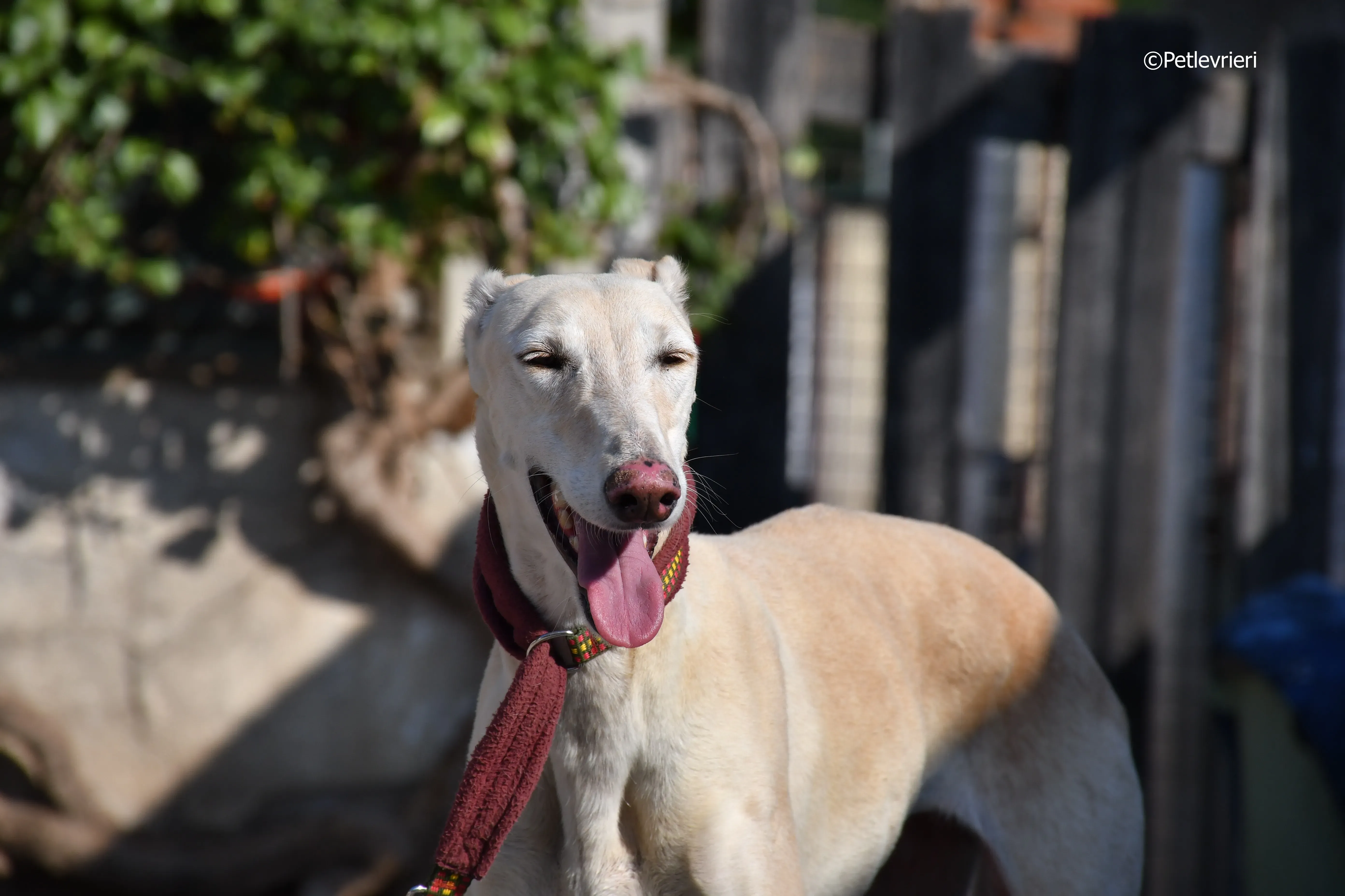 vanilla adozione levrieri galgo 15