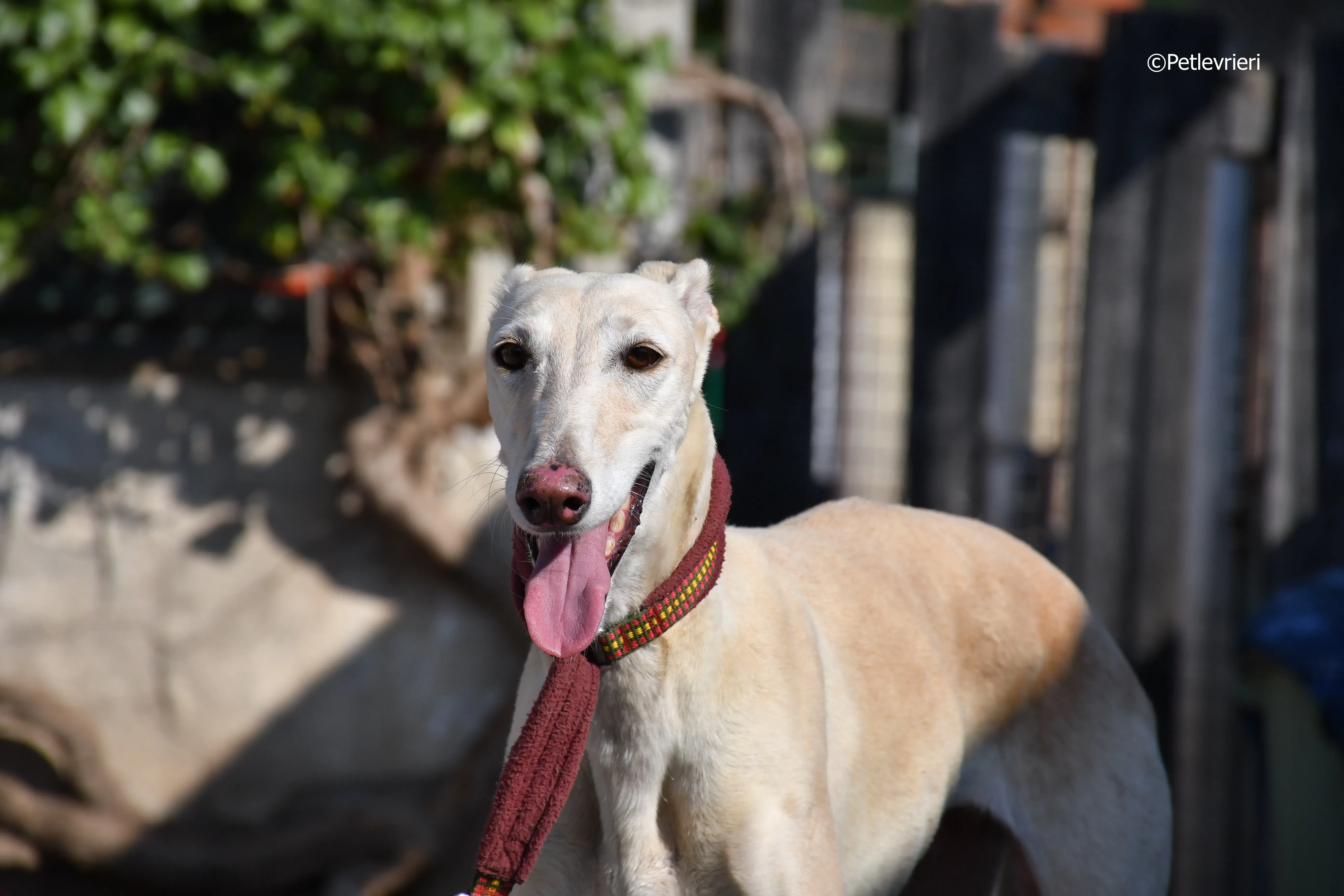 vanilla adozione levrieri galgo 16