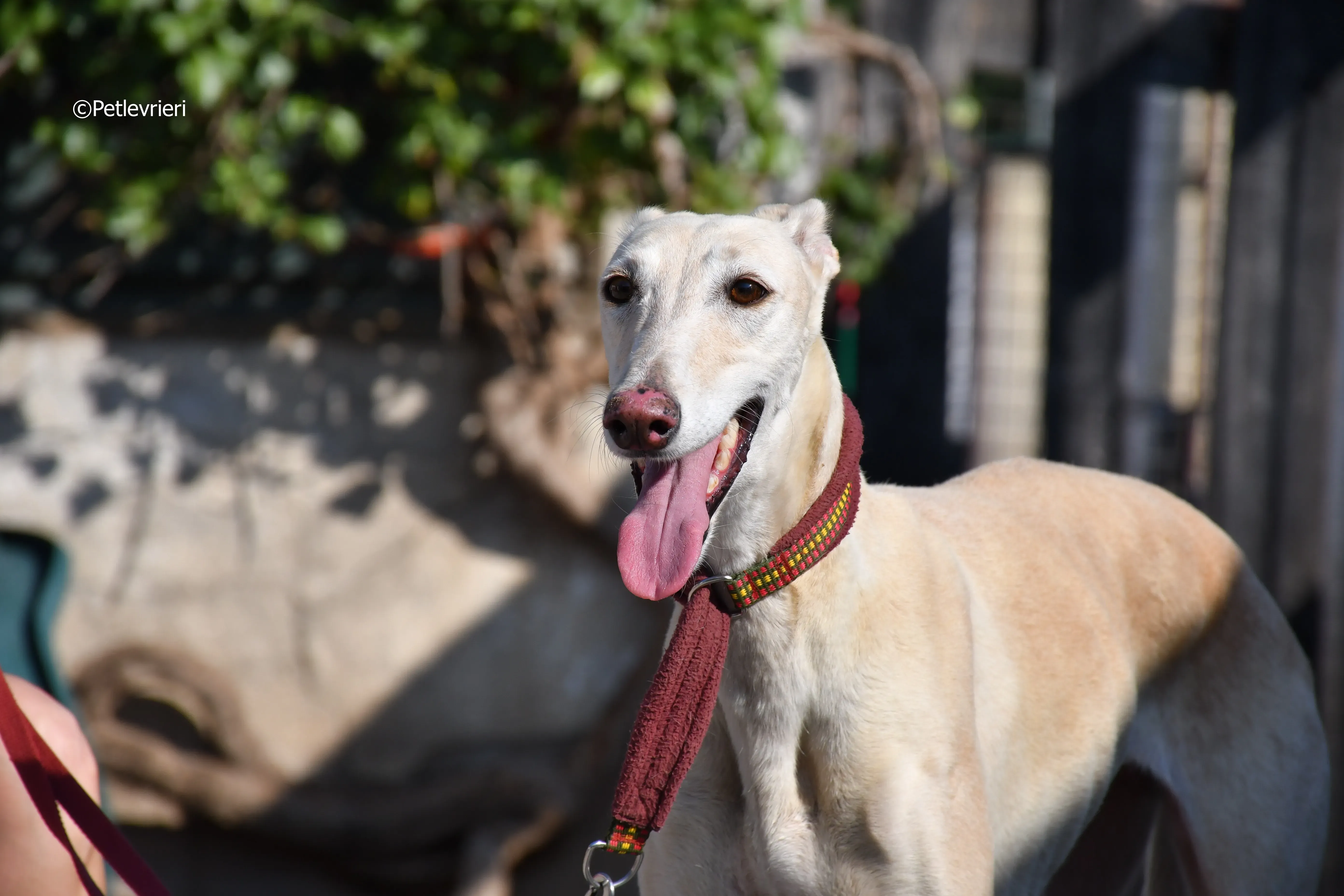 vanilla adozione levrieri galgo 17