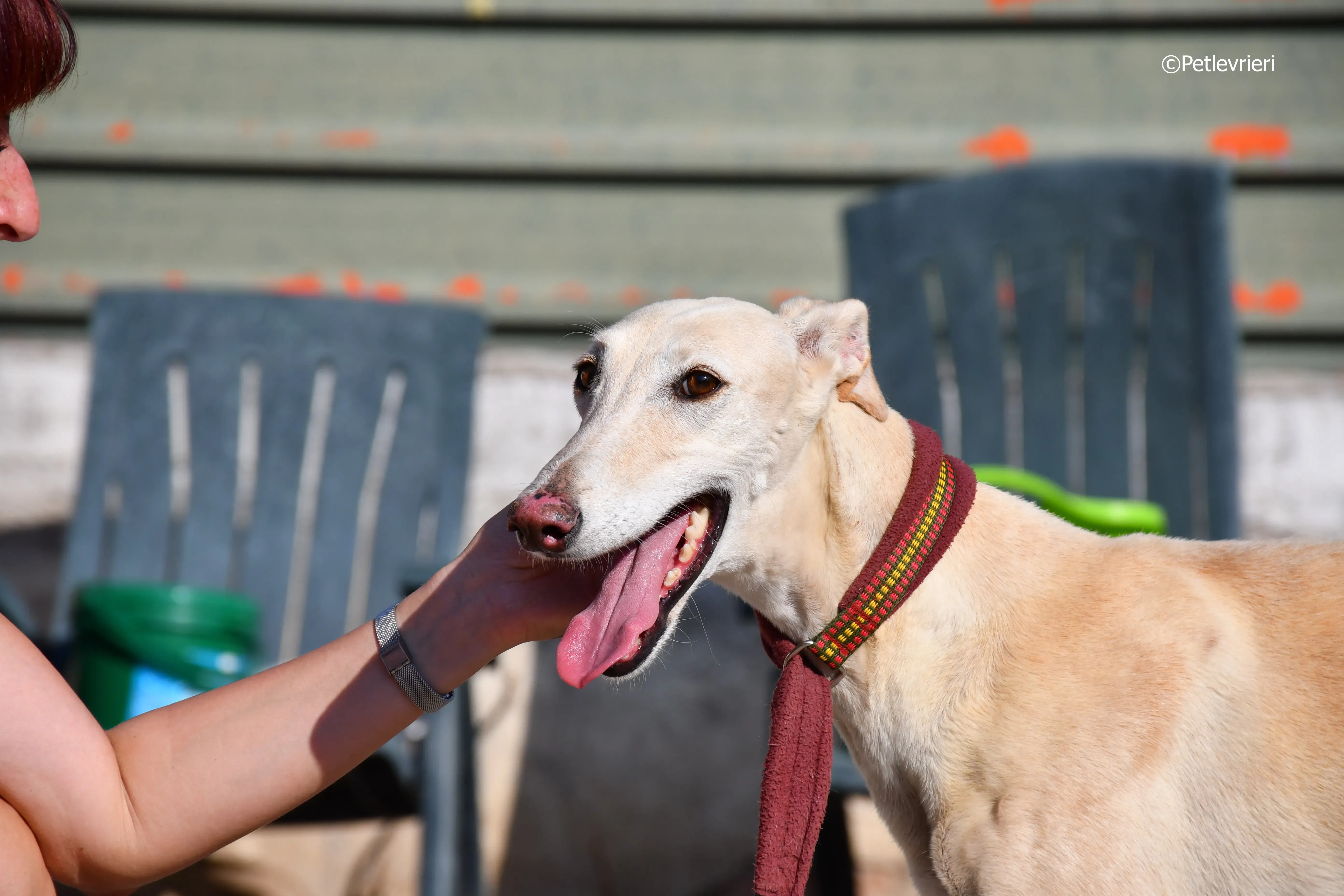 vanilla adozione levrieri galgo 18
