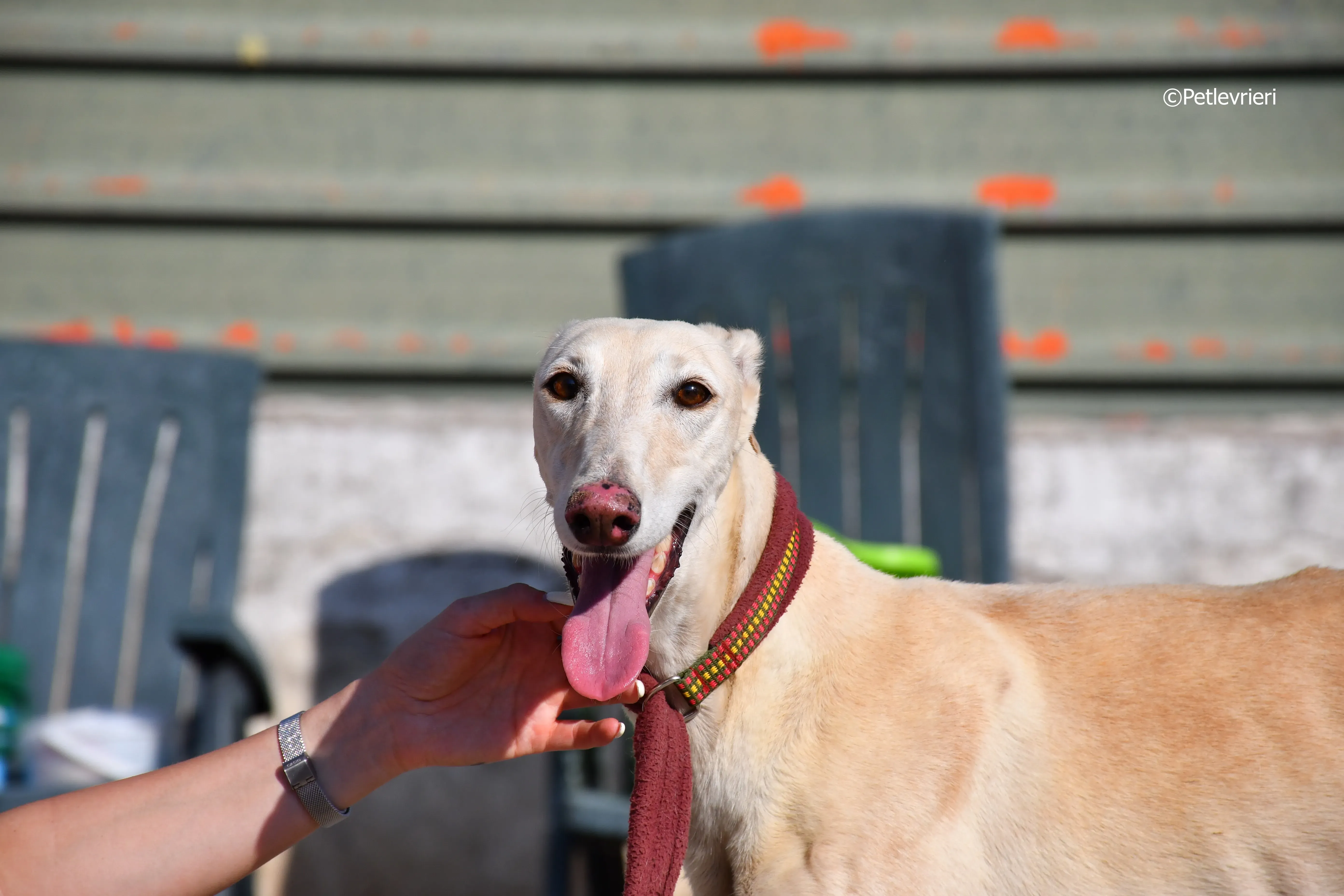 vanilla adozione levrieri galgo 19