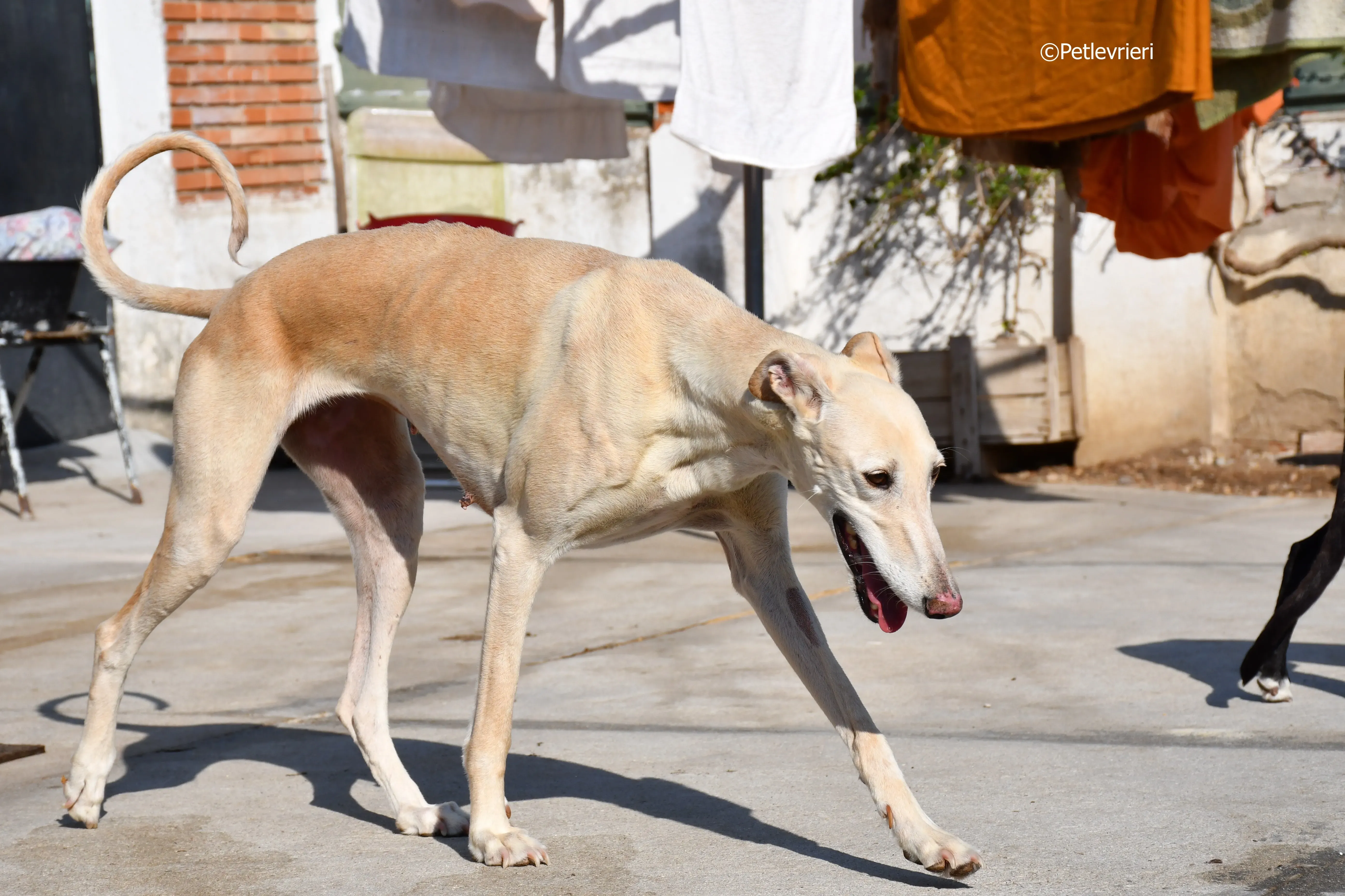 vanilla adozione levrieri galgo 2