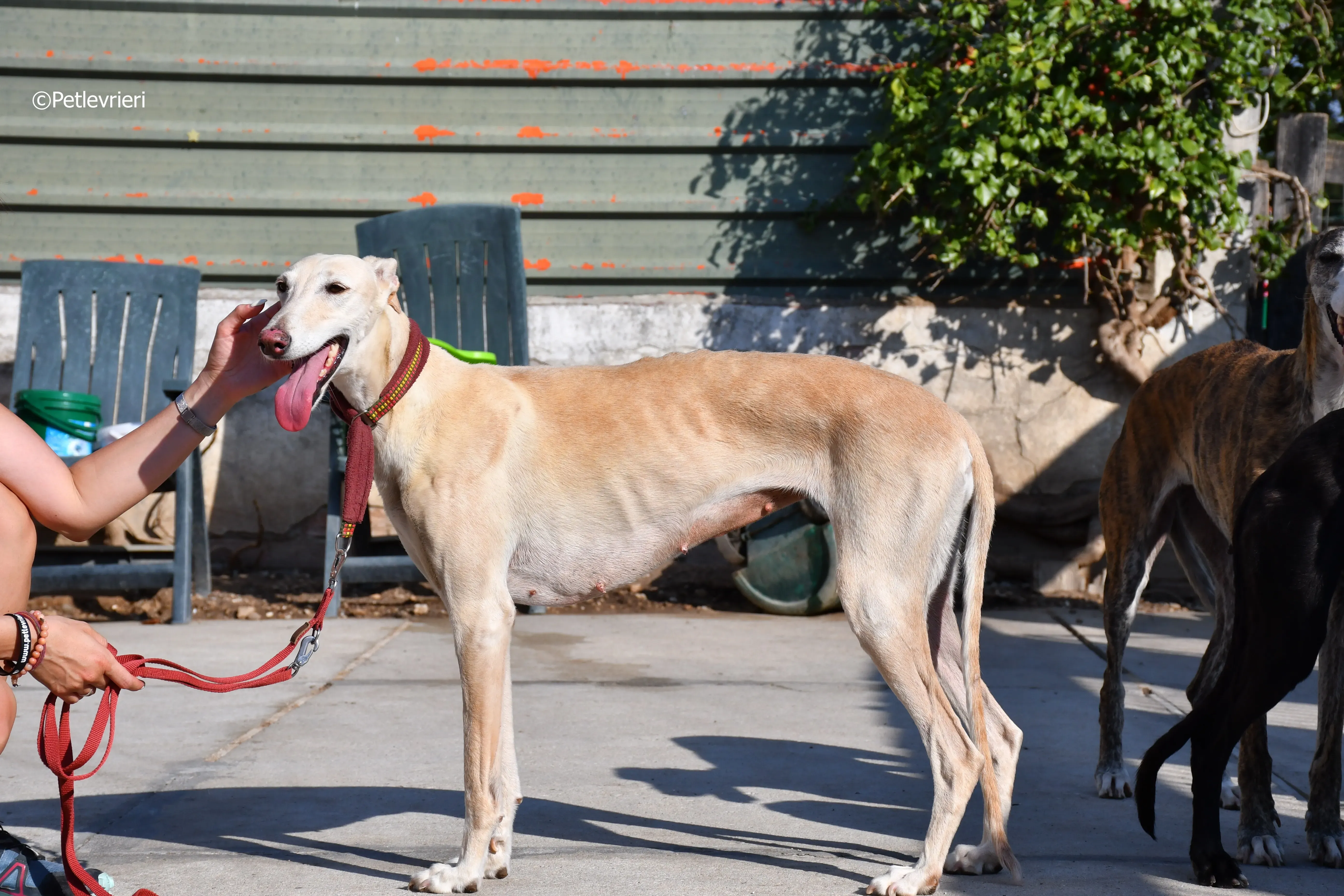 vanilla adozione levrieri galgo 20