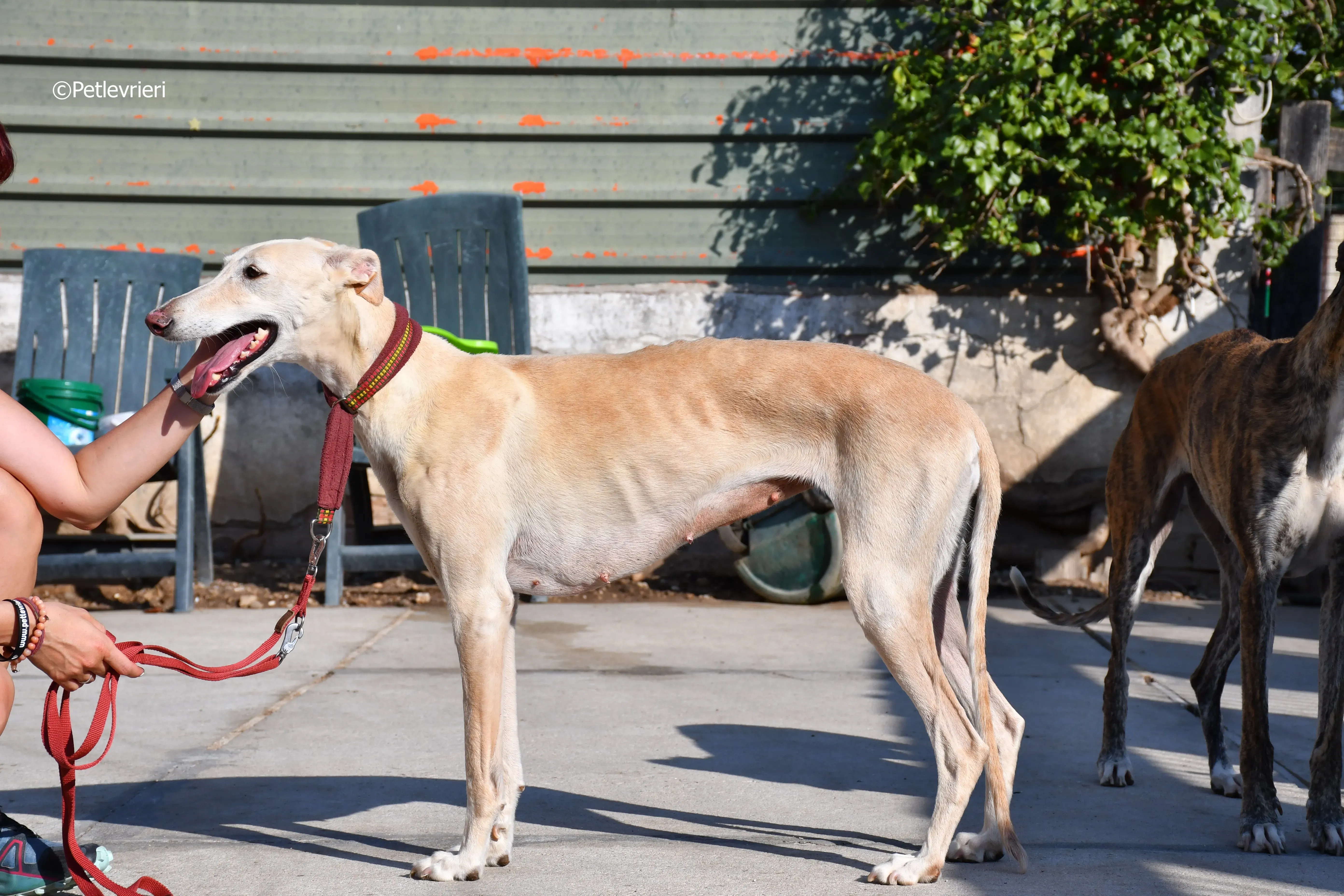 vanilla adozione levrieri galgo 21