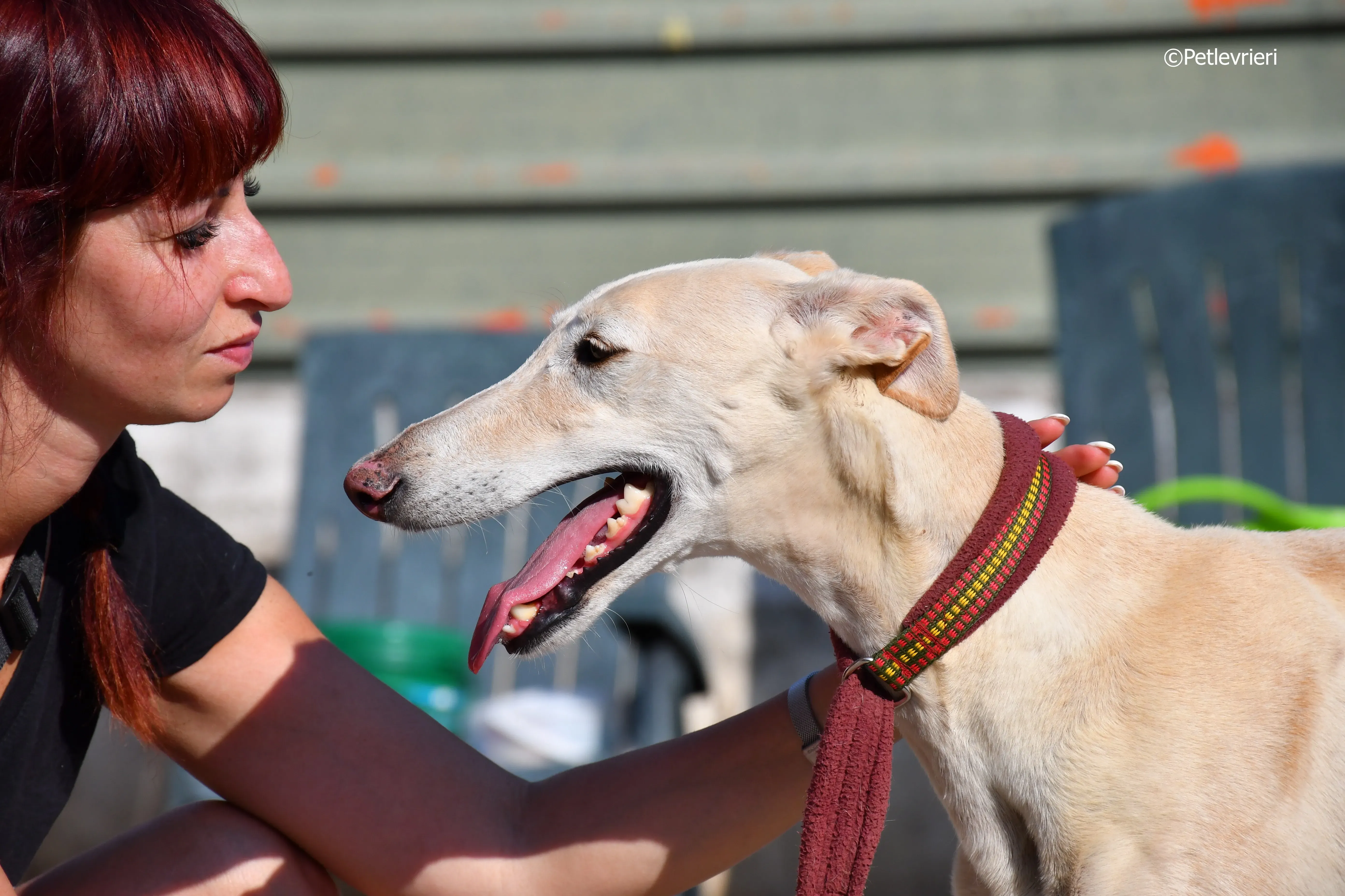 vanilla adozione levrieri galgo 22