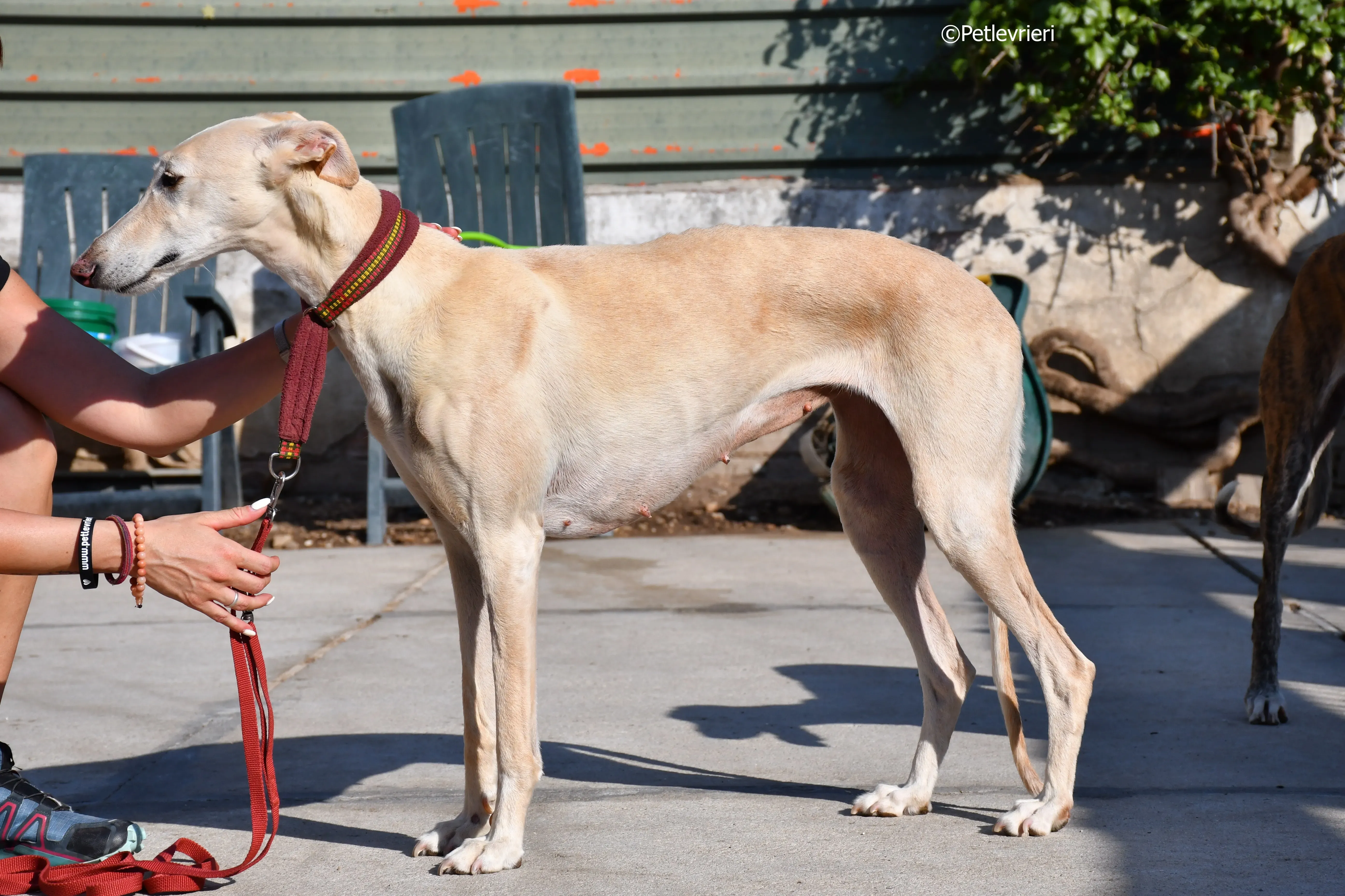 vanilla adozione levrieri galgo 23