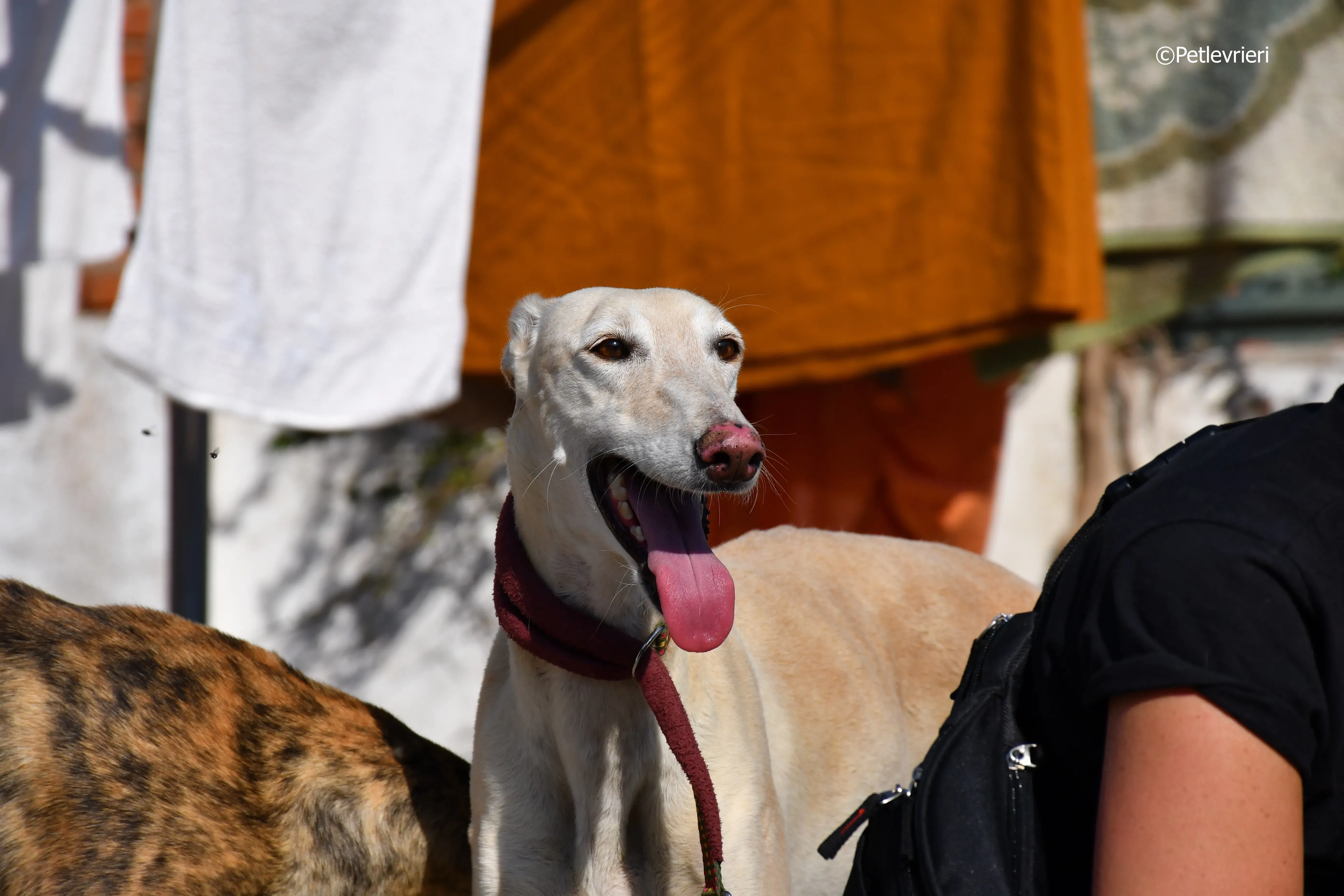 vanilla adozione levrieri galgo 24