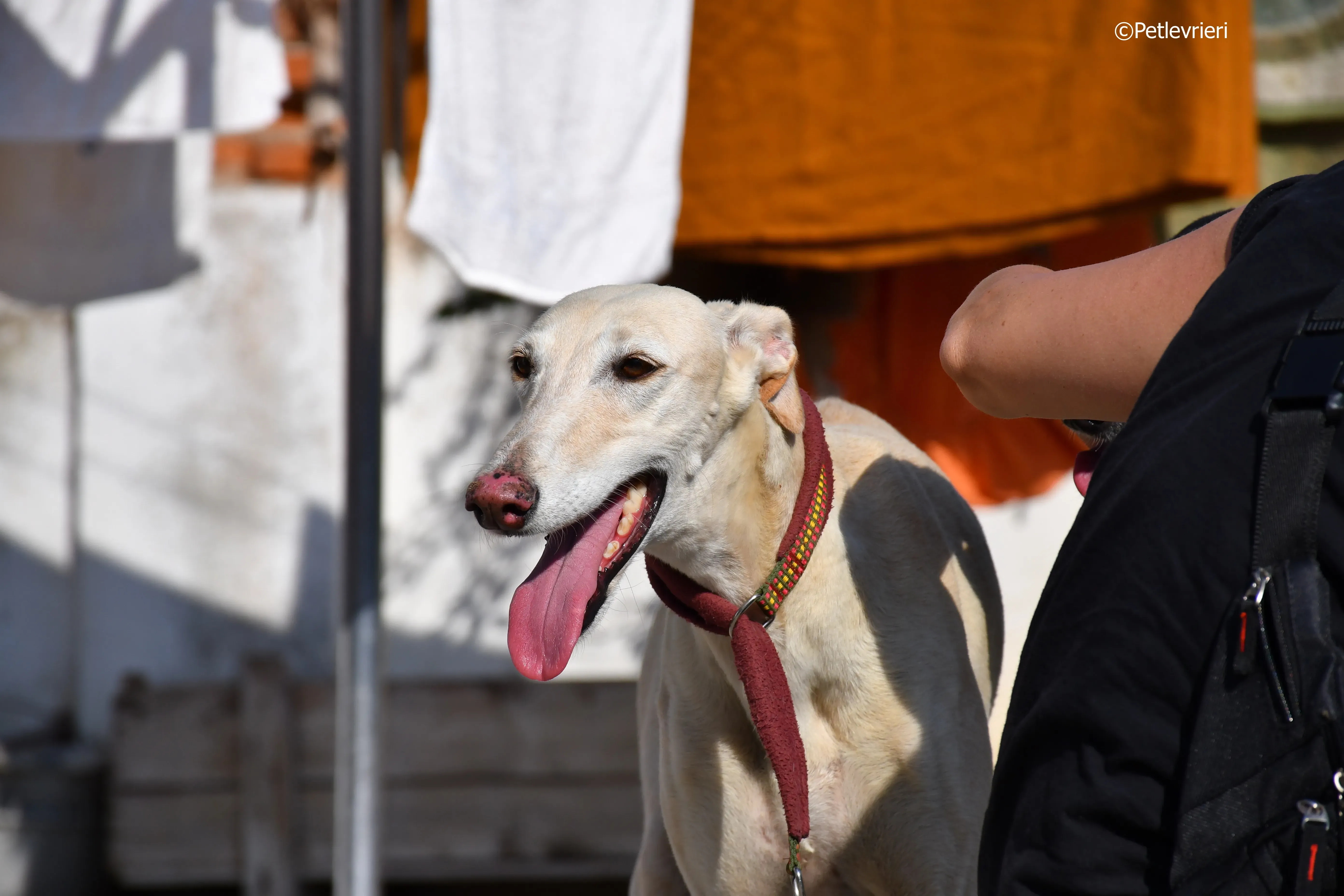 vanilla adozione levrieri galgo 25