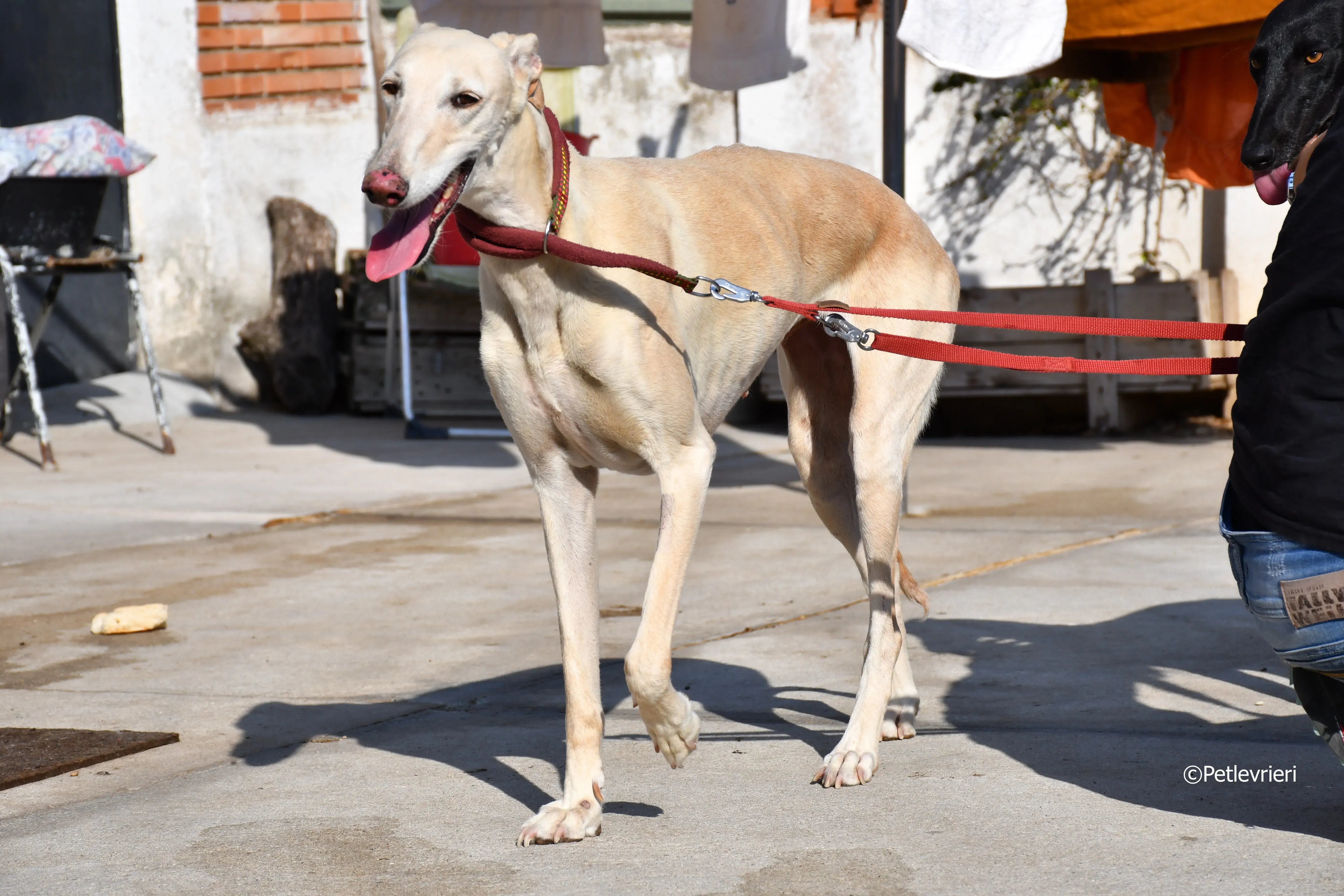 vanilla adozione levrieri galgo 26