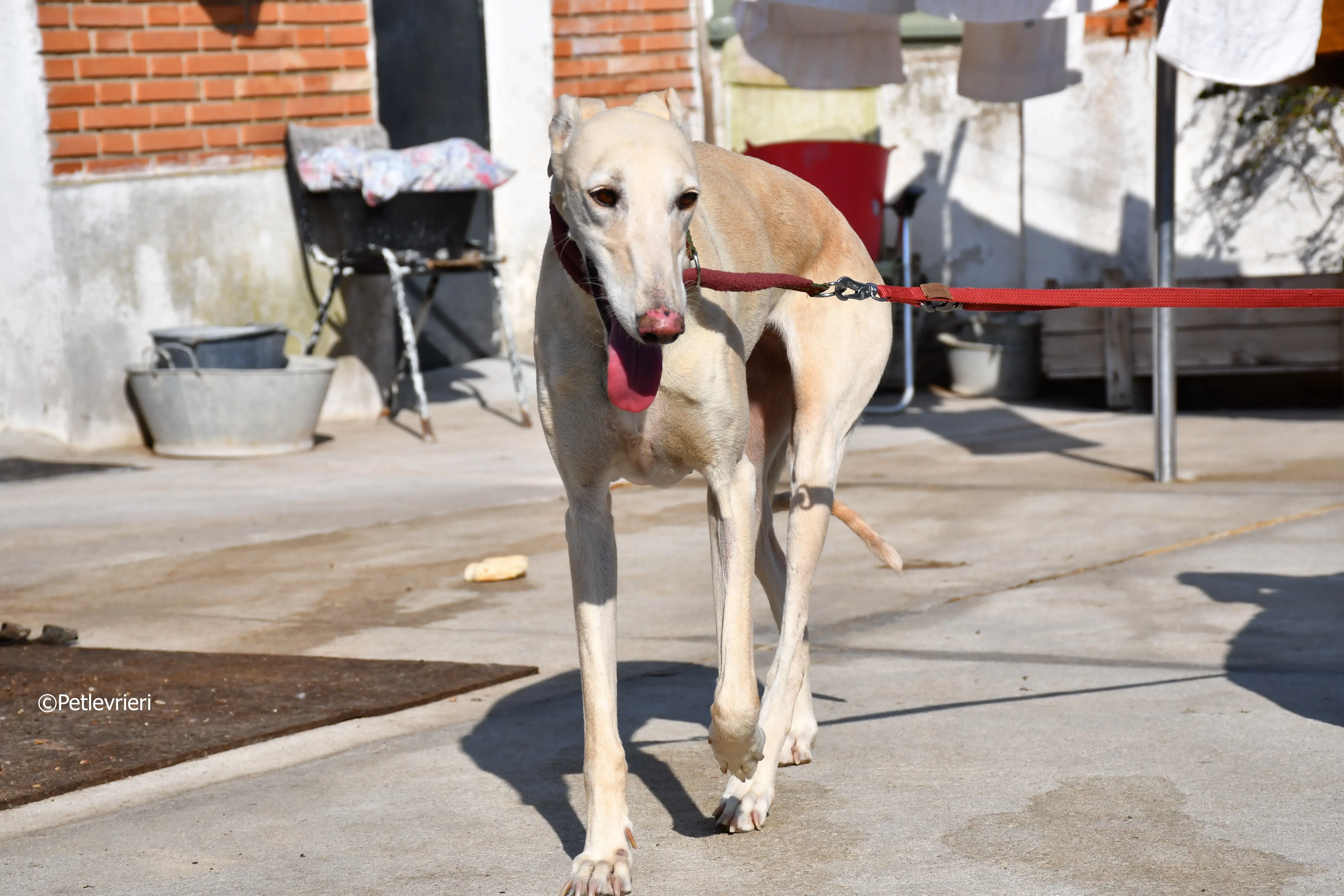 vanilla adozione levrieri galgo 27