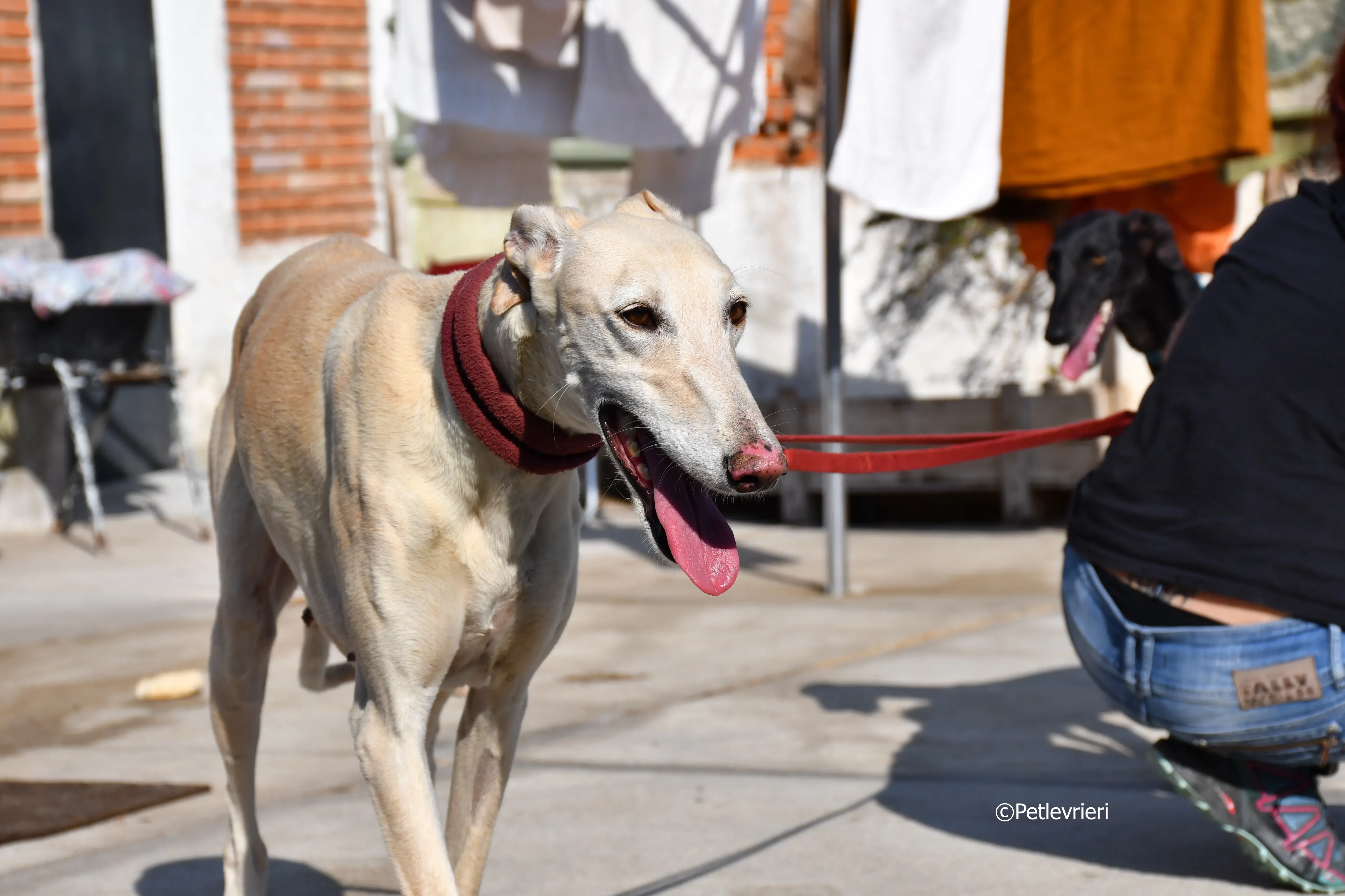 vanilla adozione levrieri galgo 28