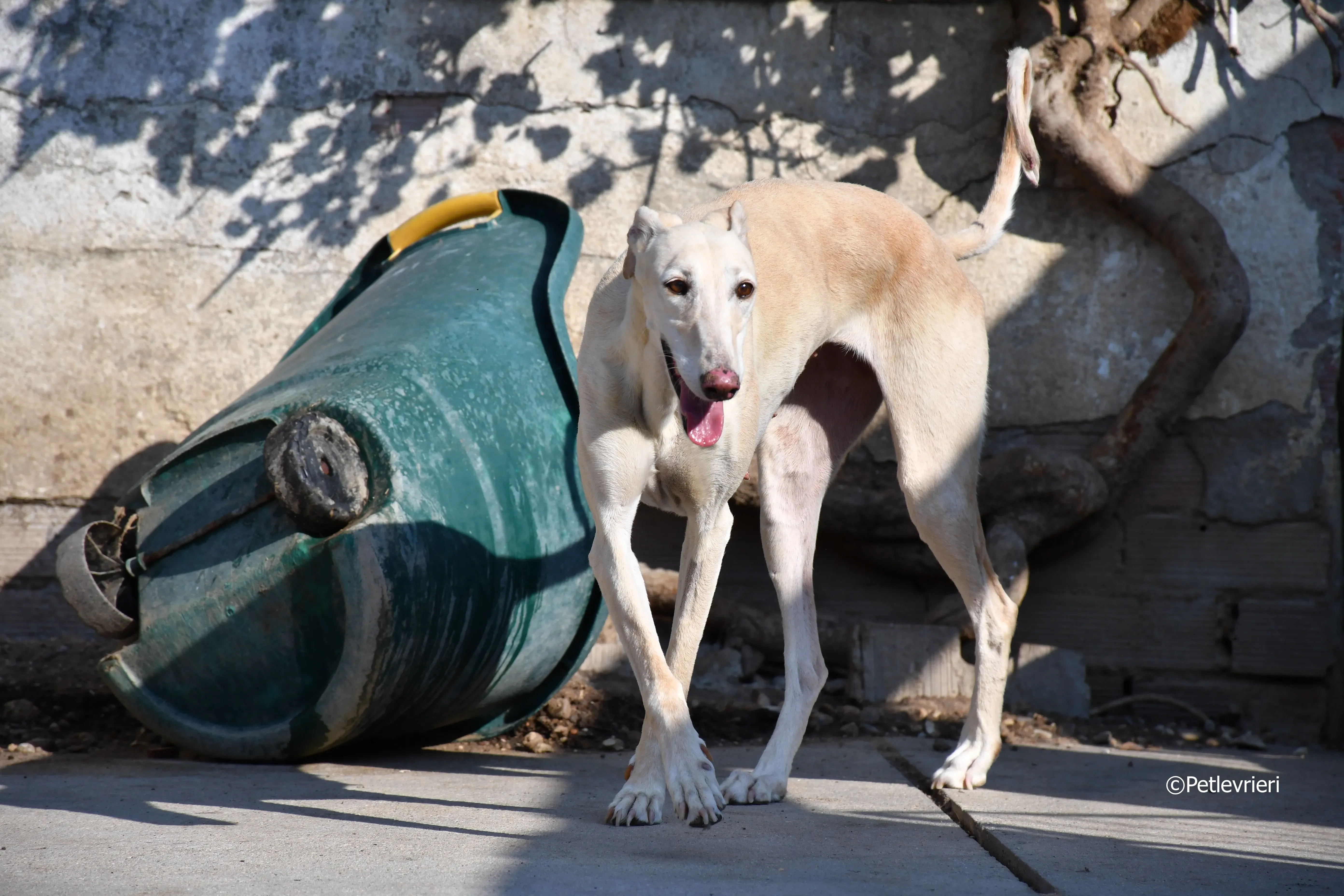 vanilla adozione levrieri galgo 3