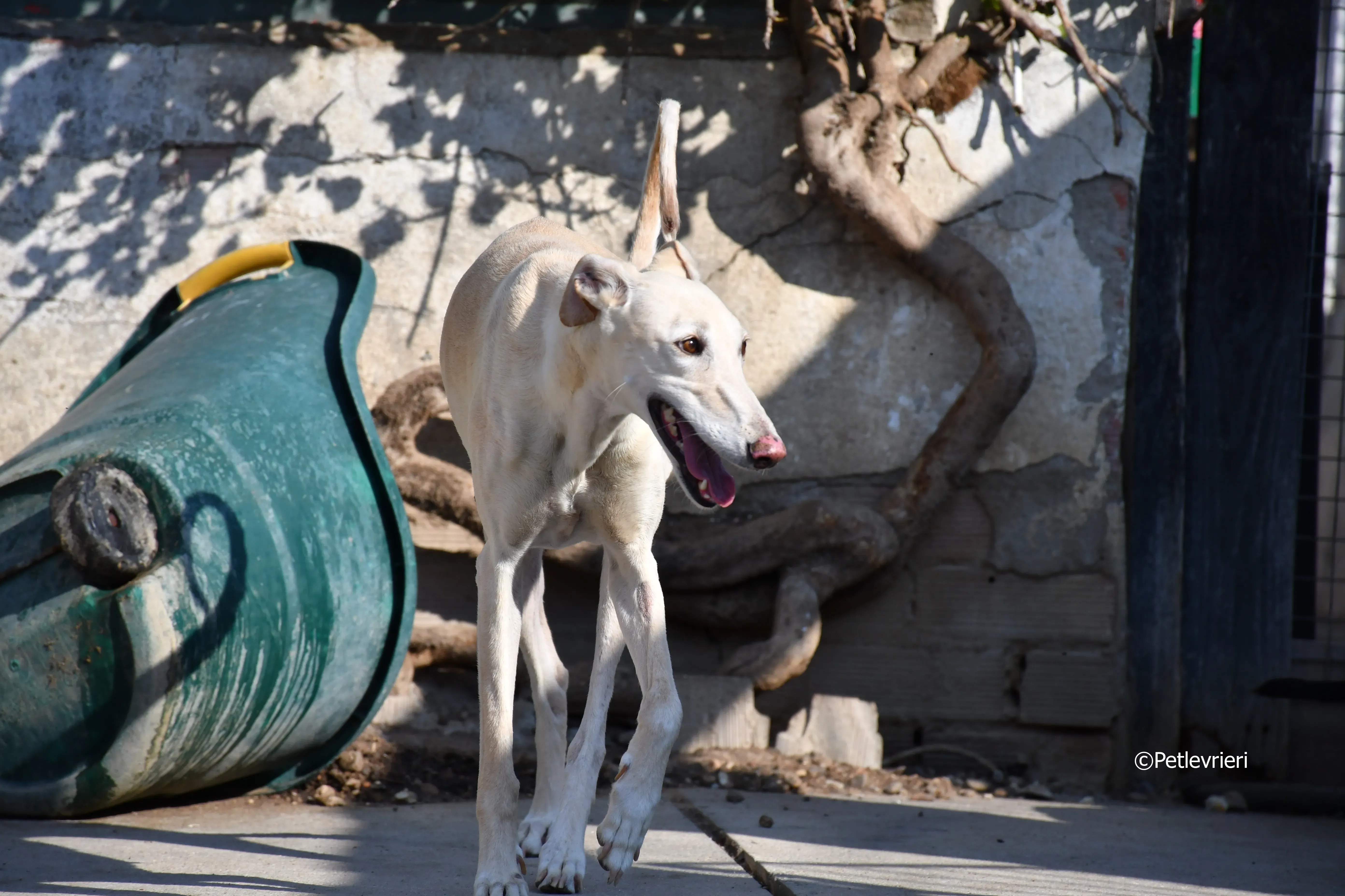 vanilla adozione levrieri galgo 4