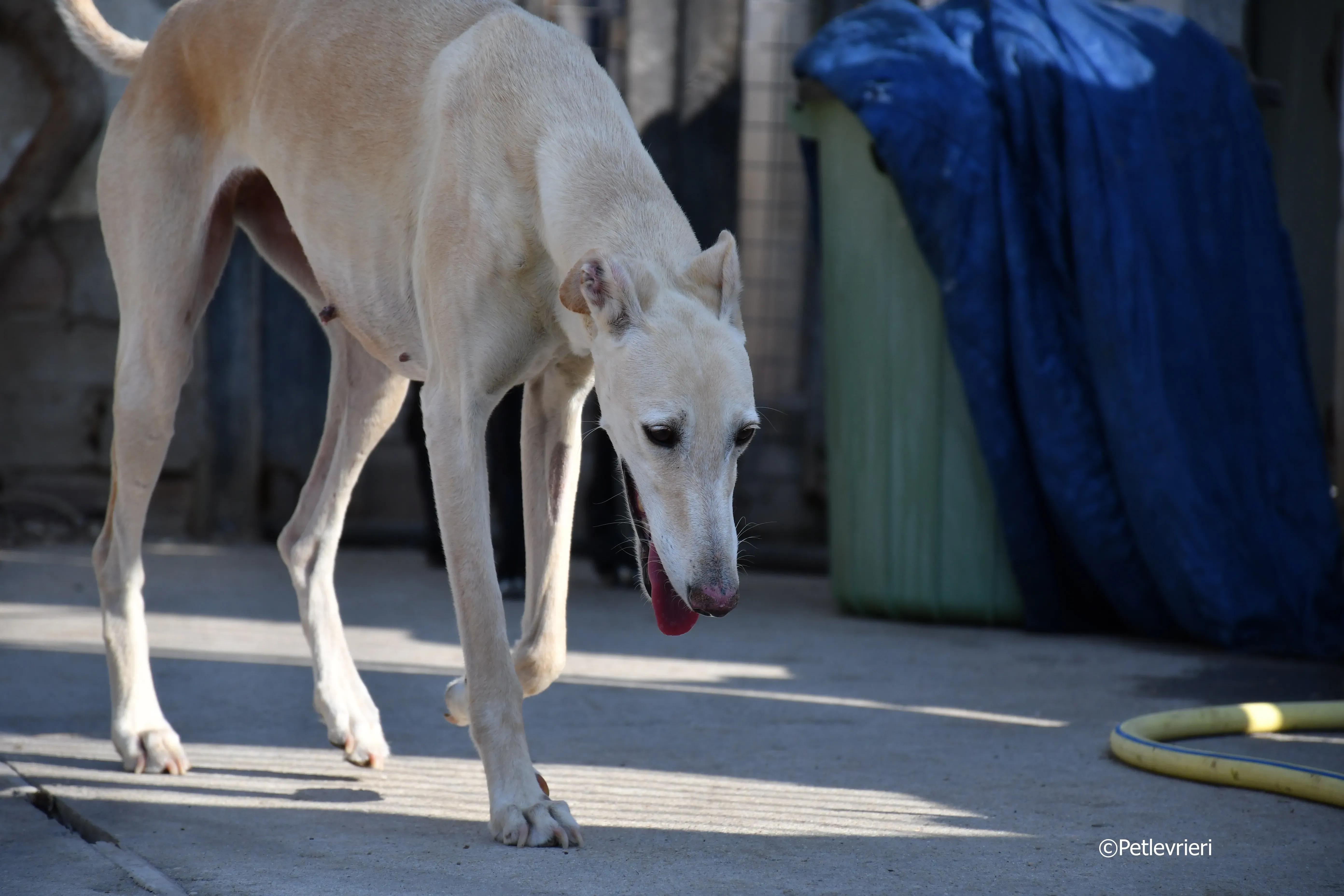 vanilla adozione levrieri galgo 5