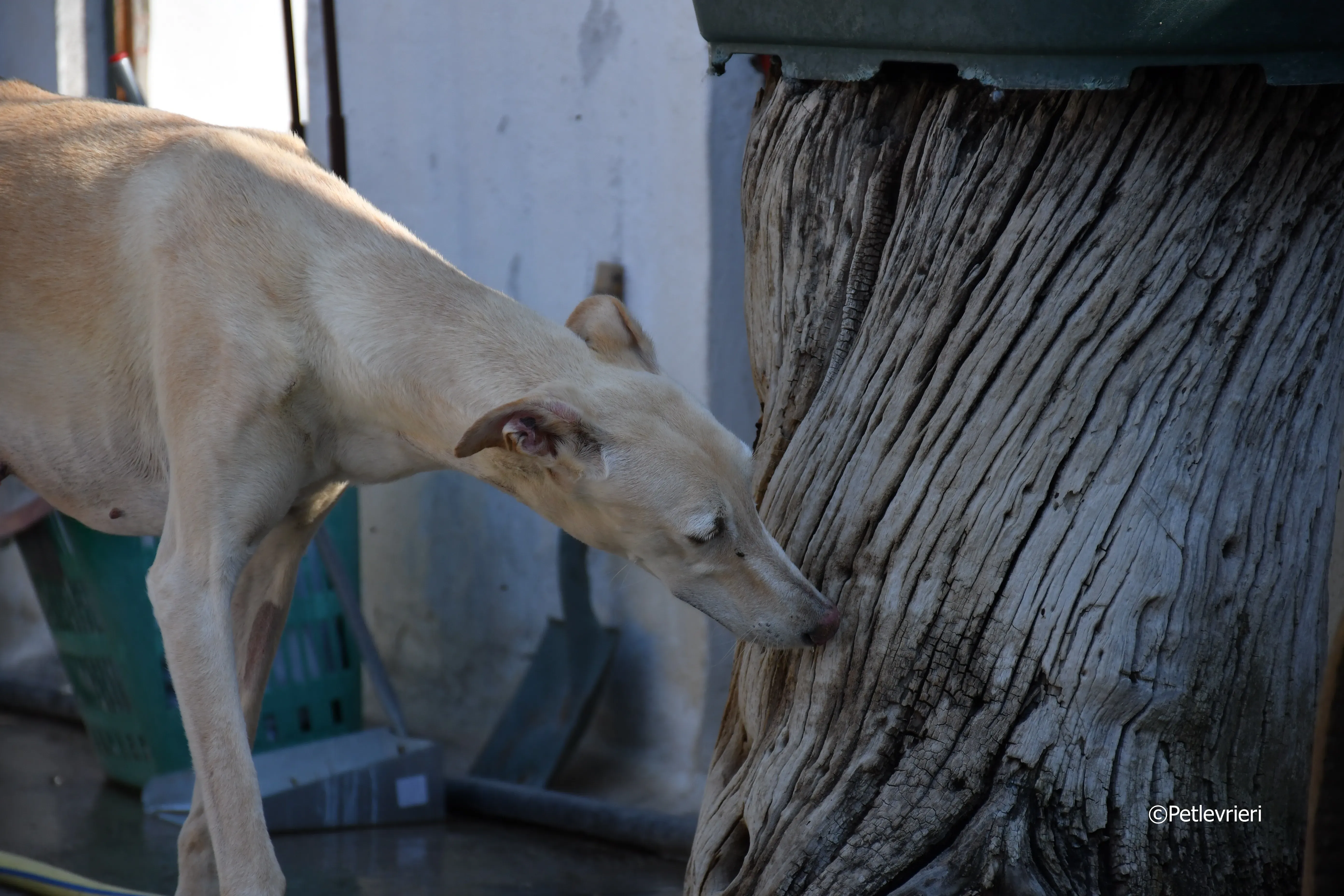 vanilla adozione levrieri galgo 6