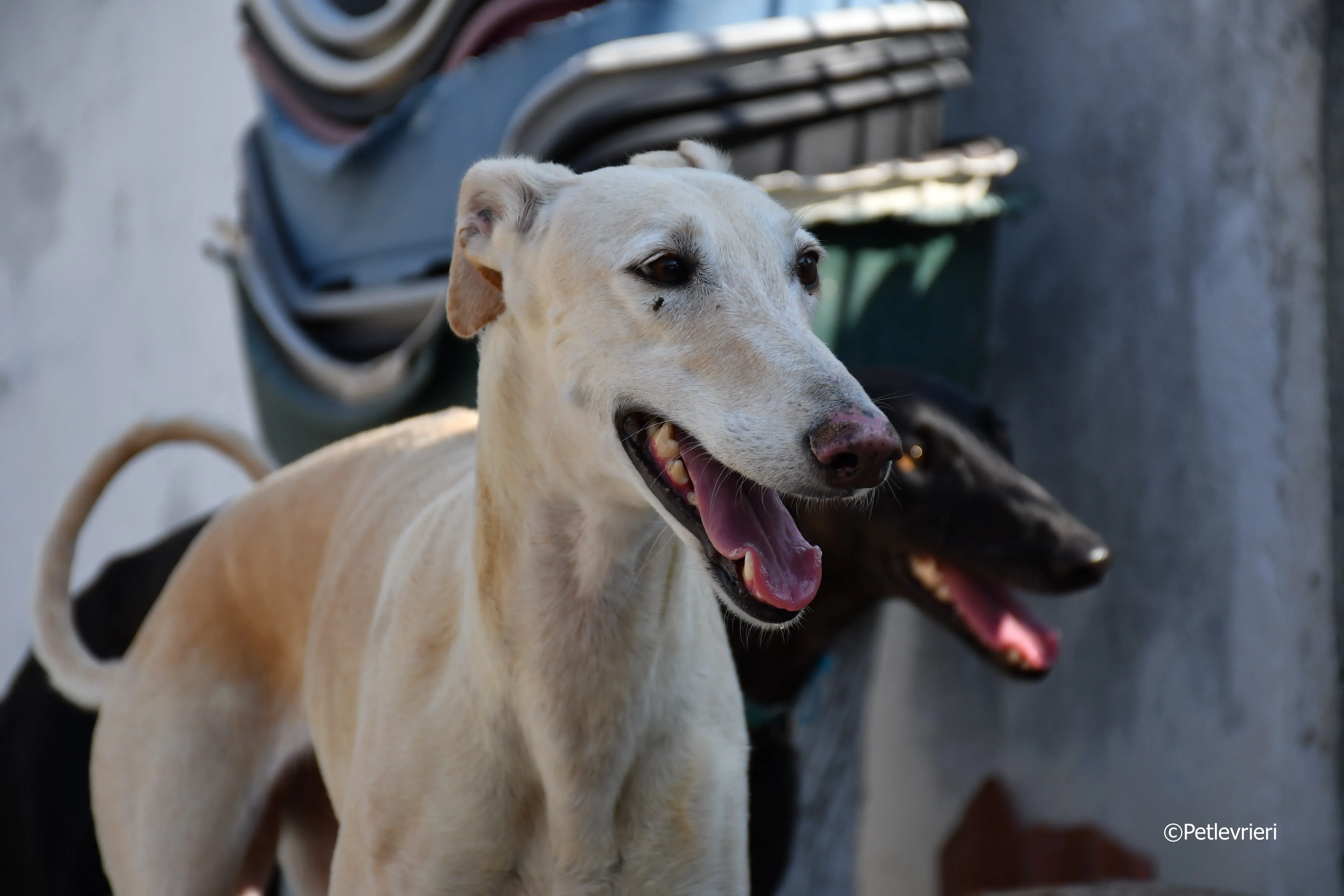 vanilla adozione levrieri galgo 7