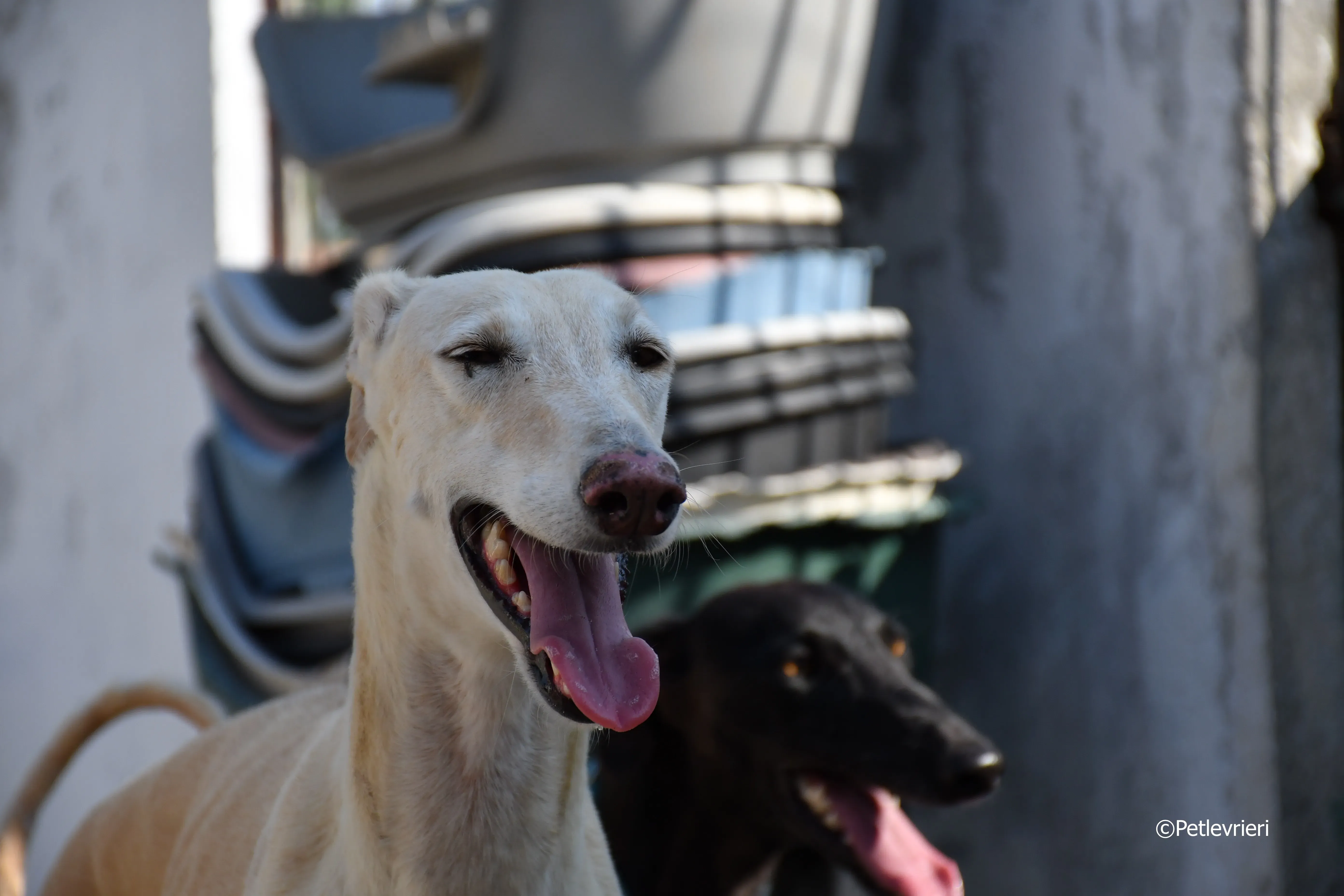 vanilla adozione levrieri galgo 8