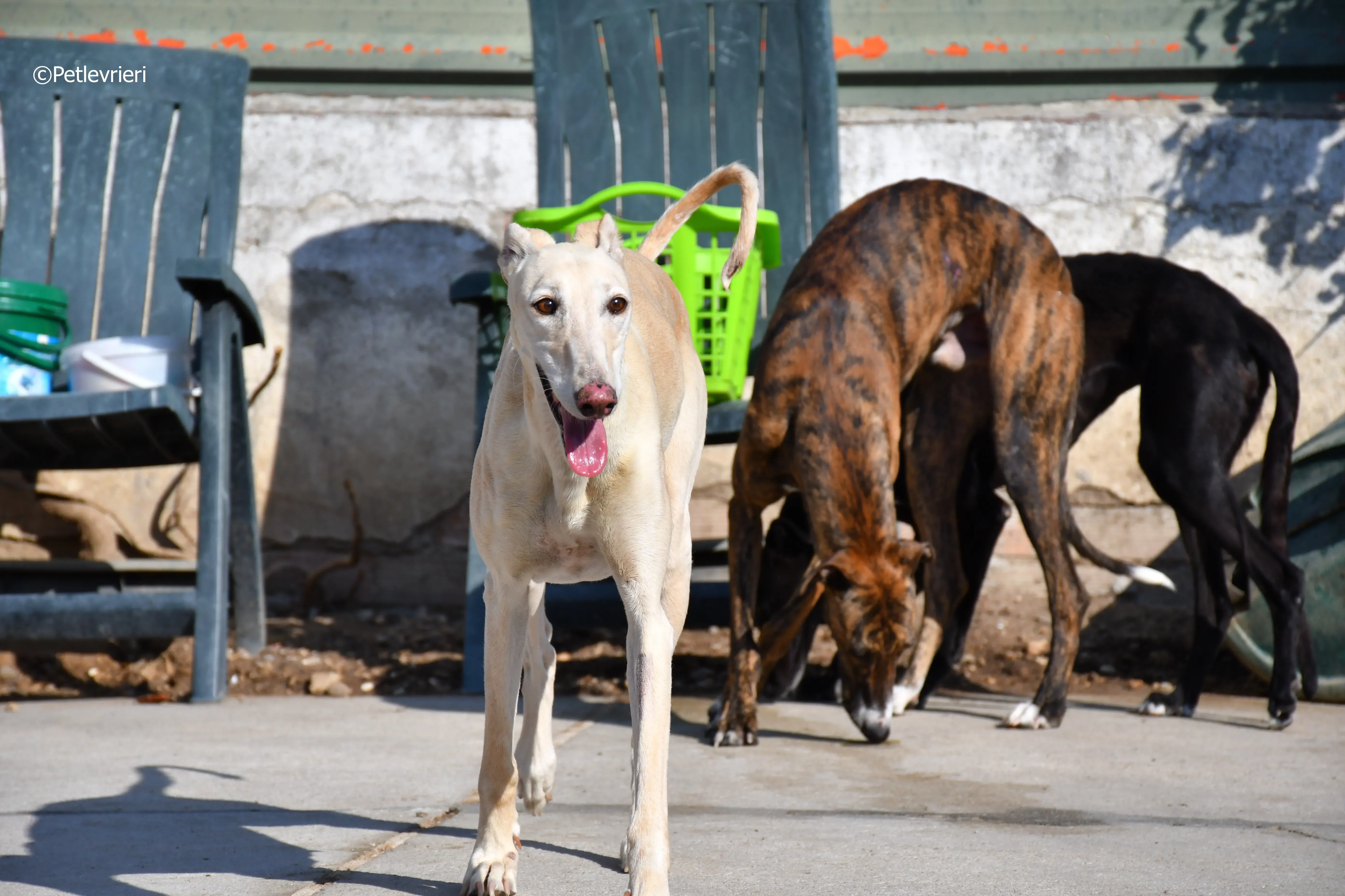 vanilla adozione levrieri galgo 9
