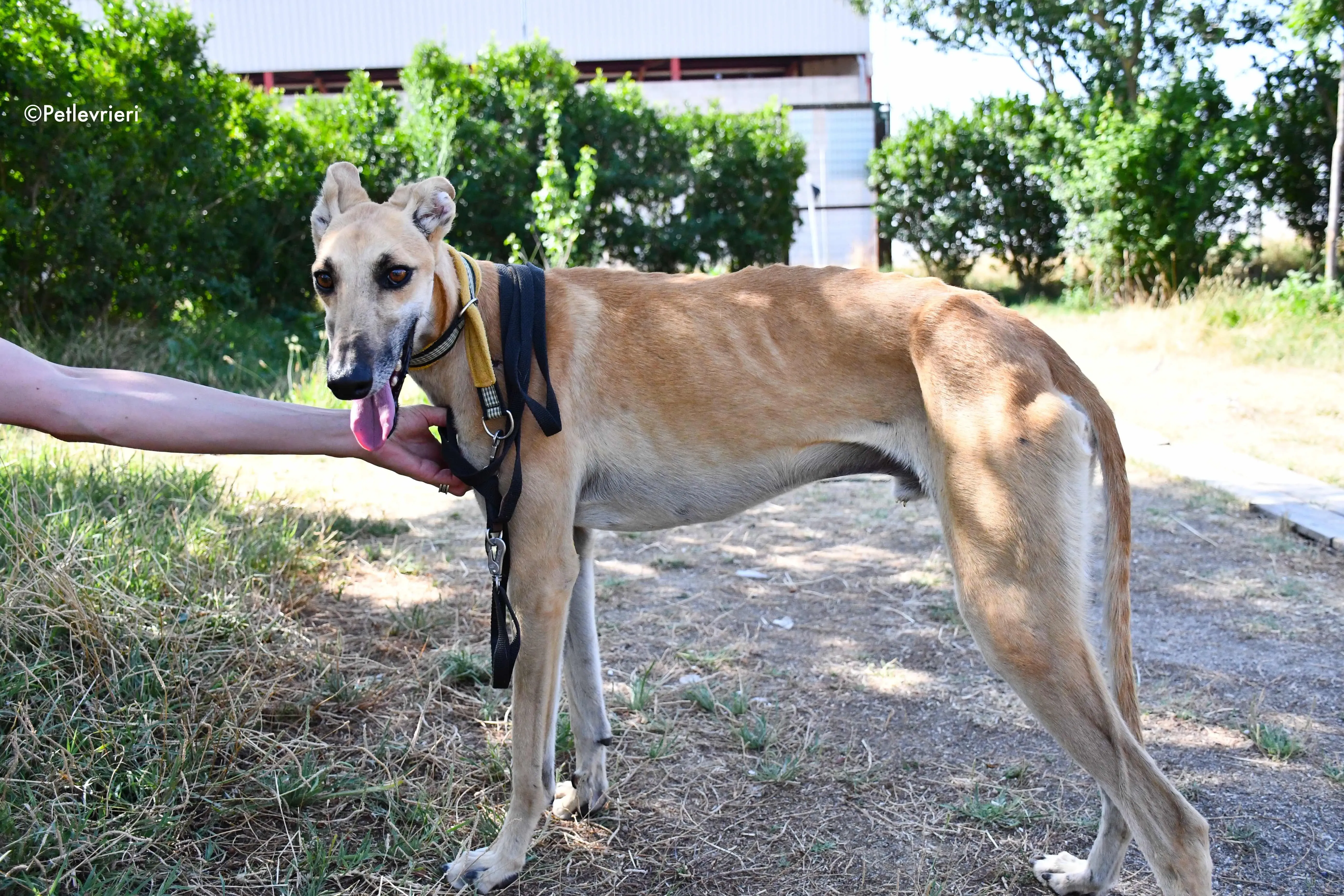 vano adozione levrieri galgo 10