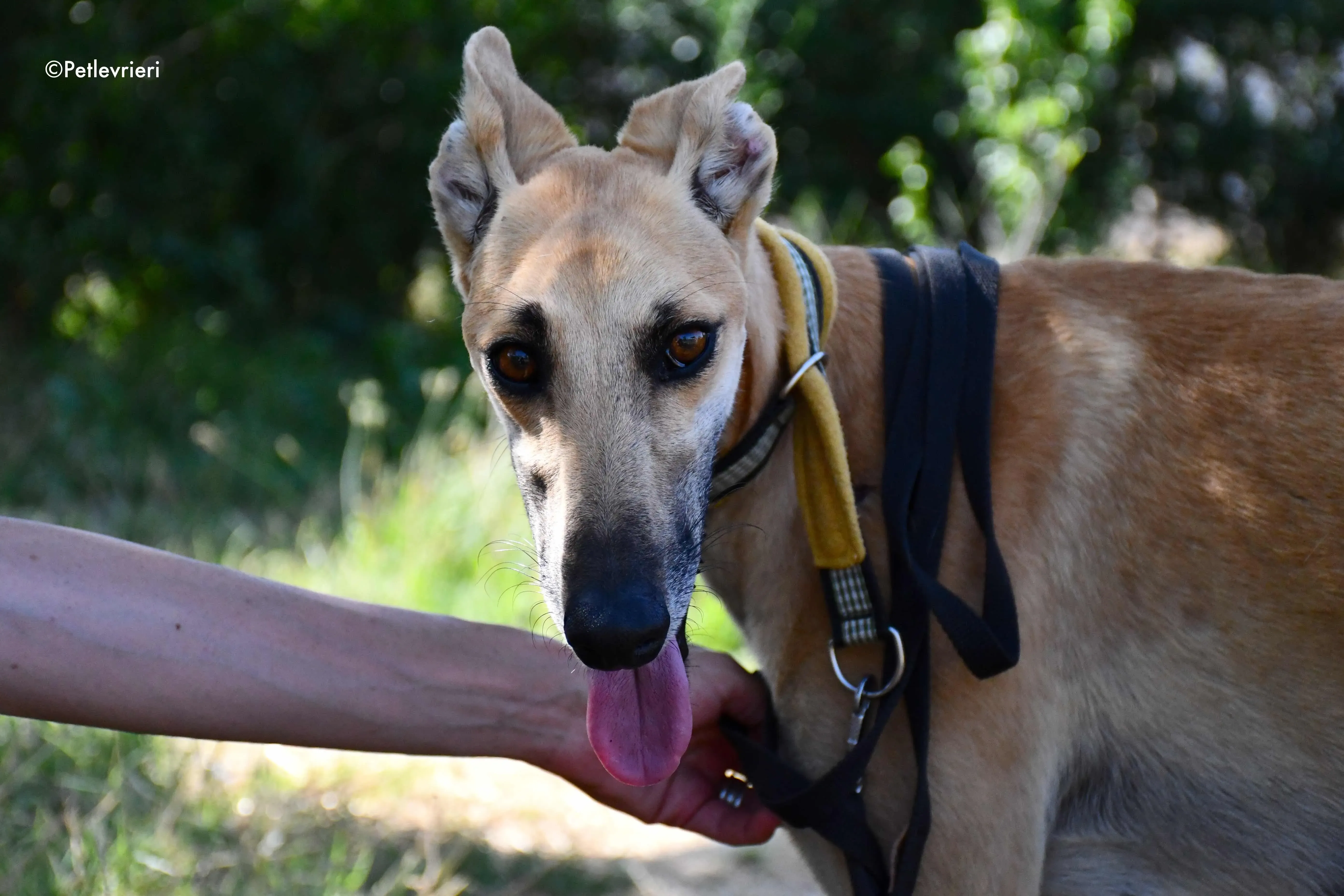 vano adozione levrieri galgo 11