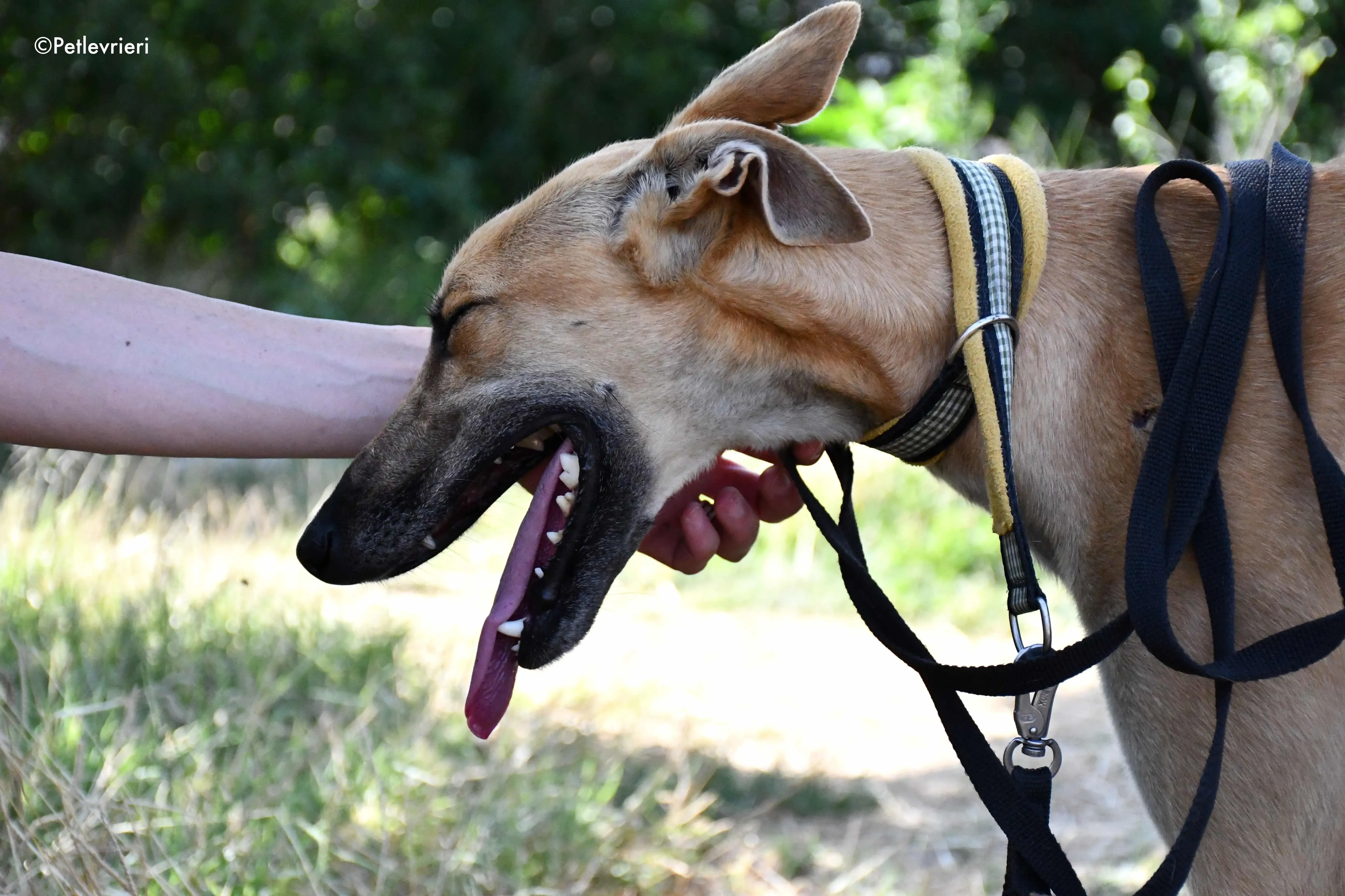 vano adozione levrieri galgo 12