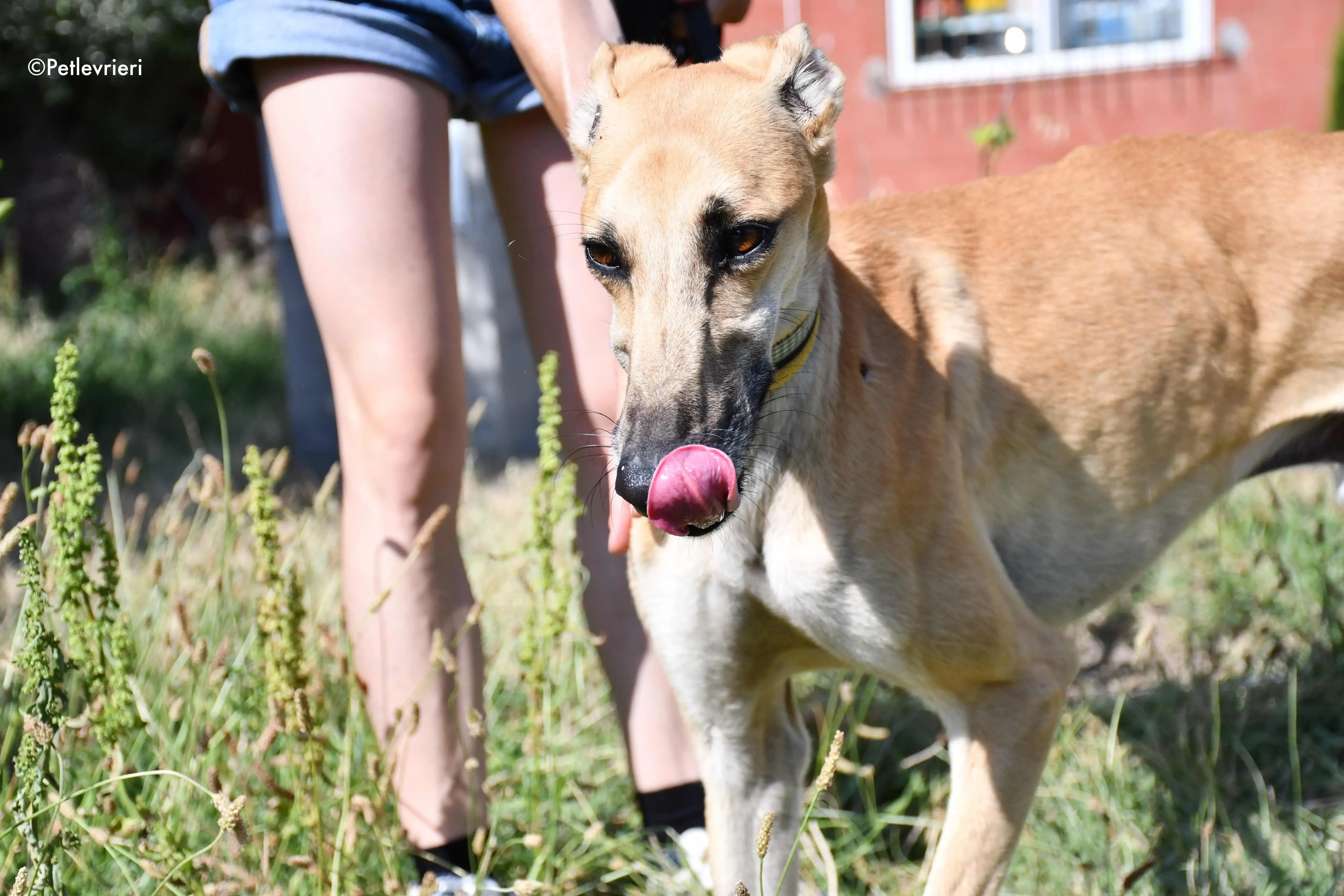 vano adozione levrieri galgo 15
