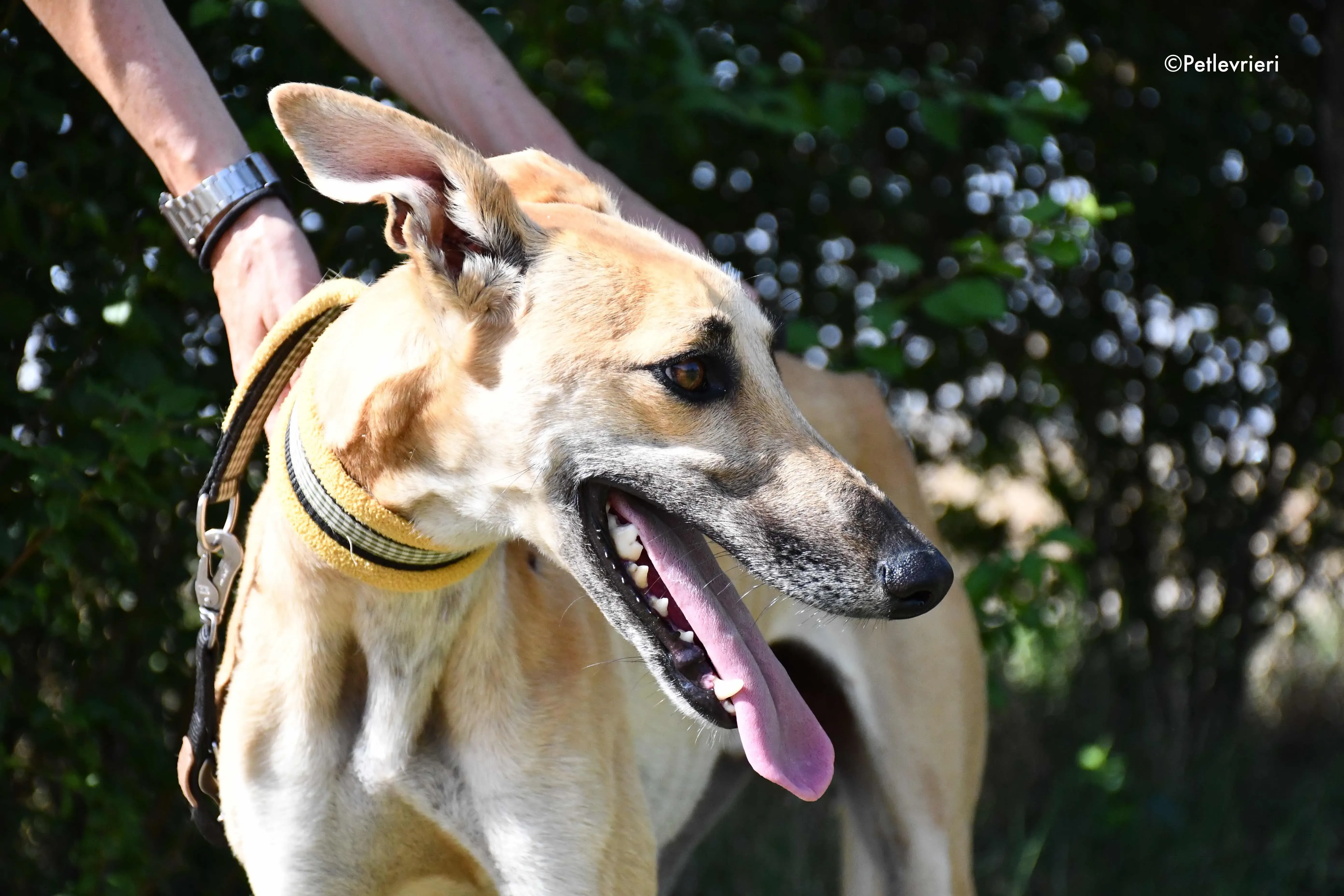 vano adozione levrieri galgo 19