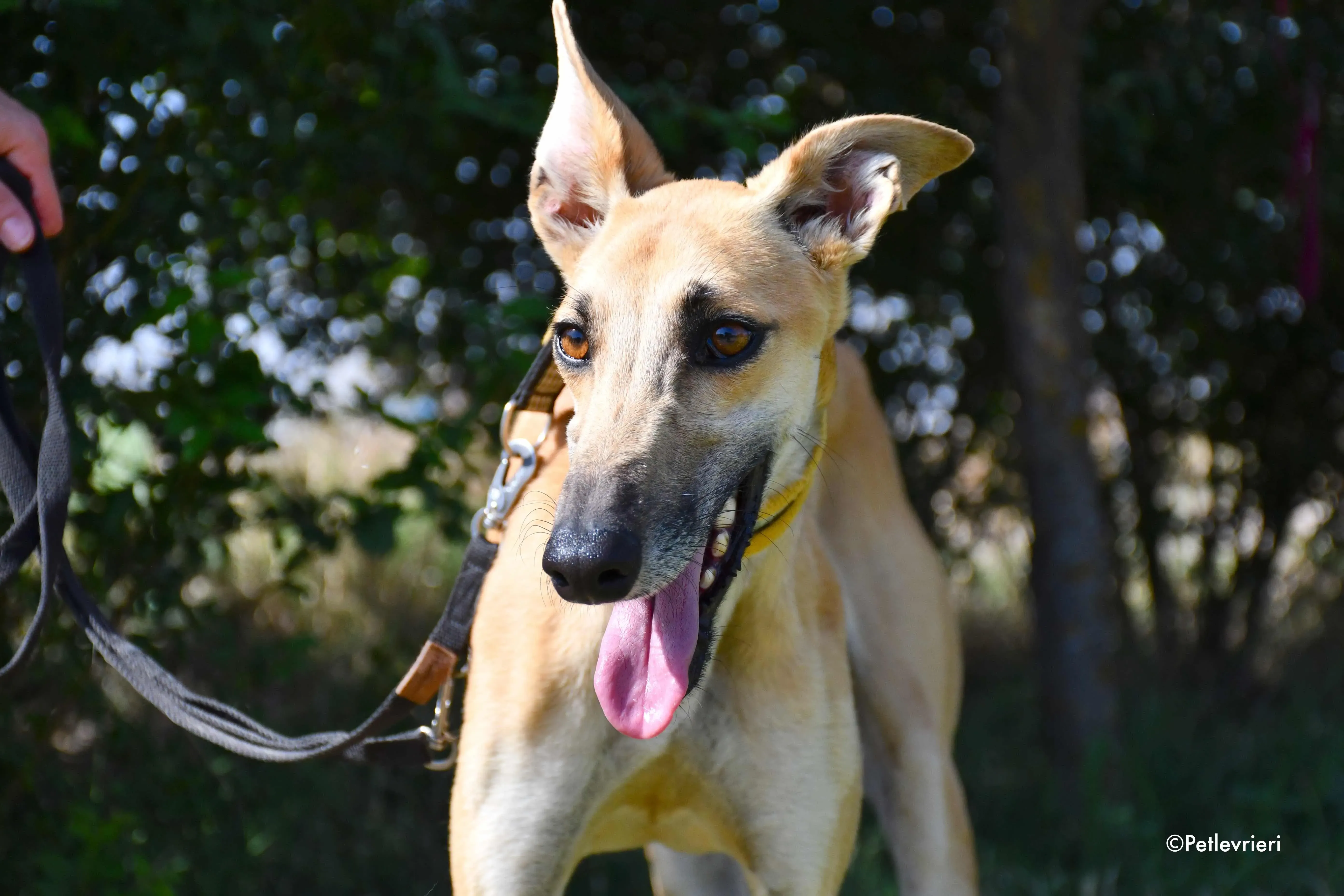 vano adozione levrieri galgo 20