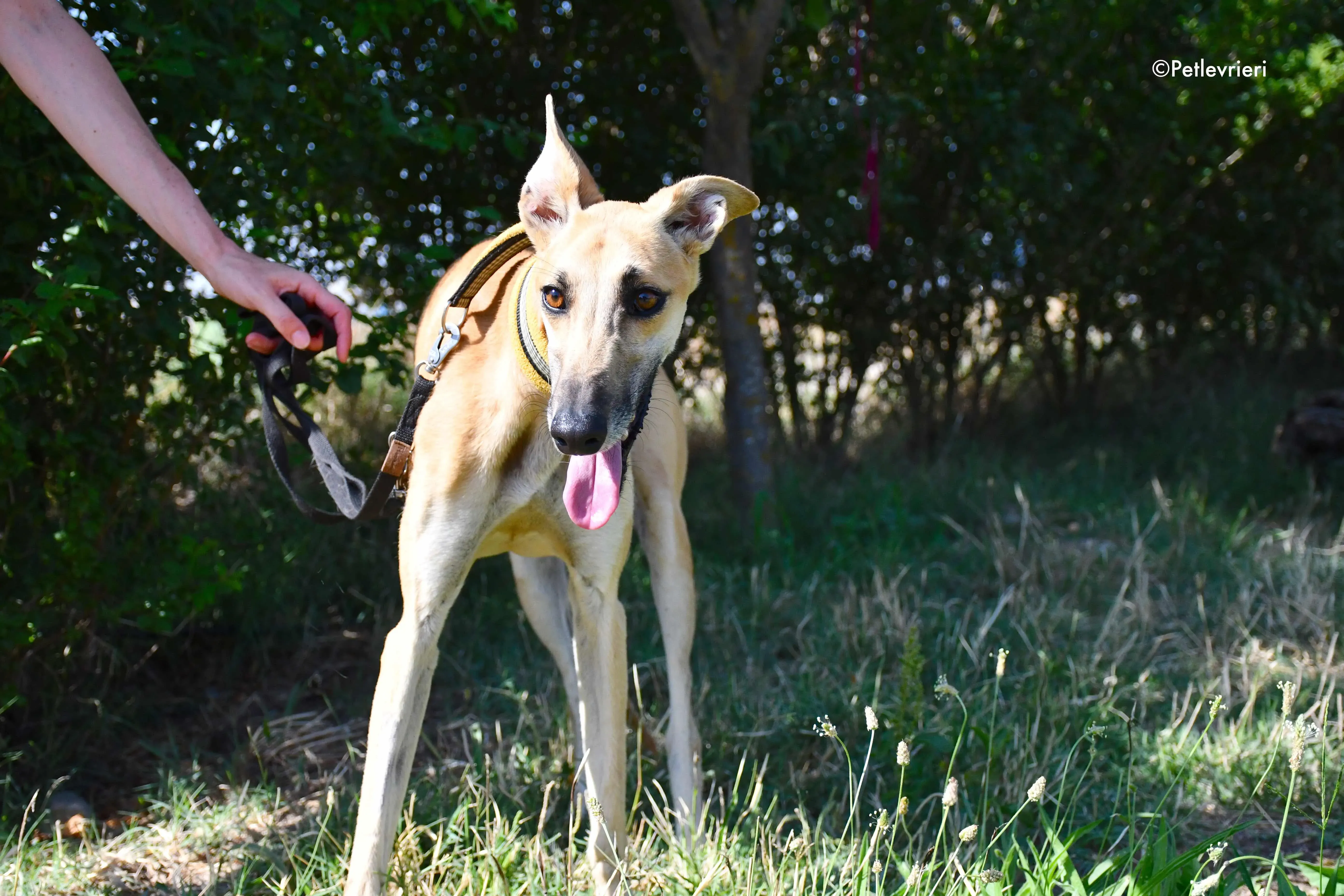 vano adozione levrieri galgo 21