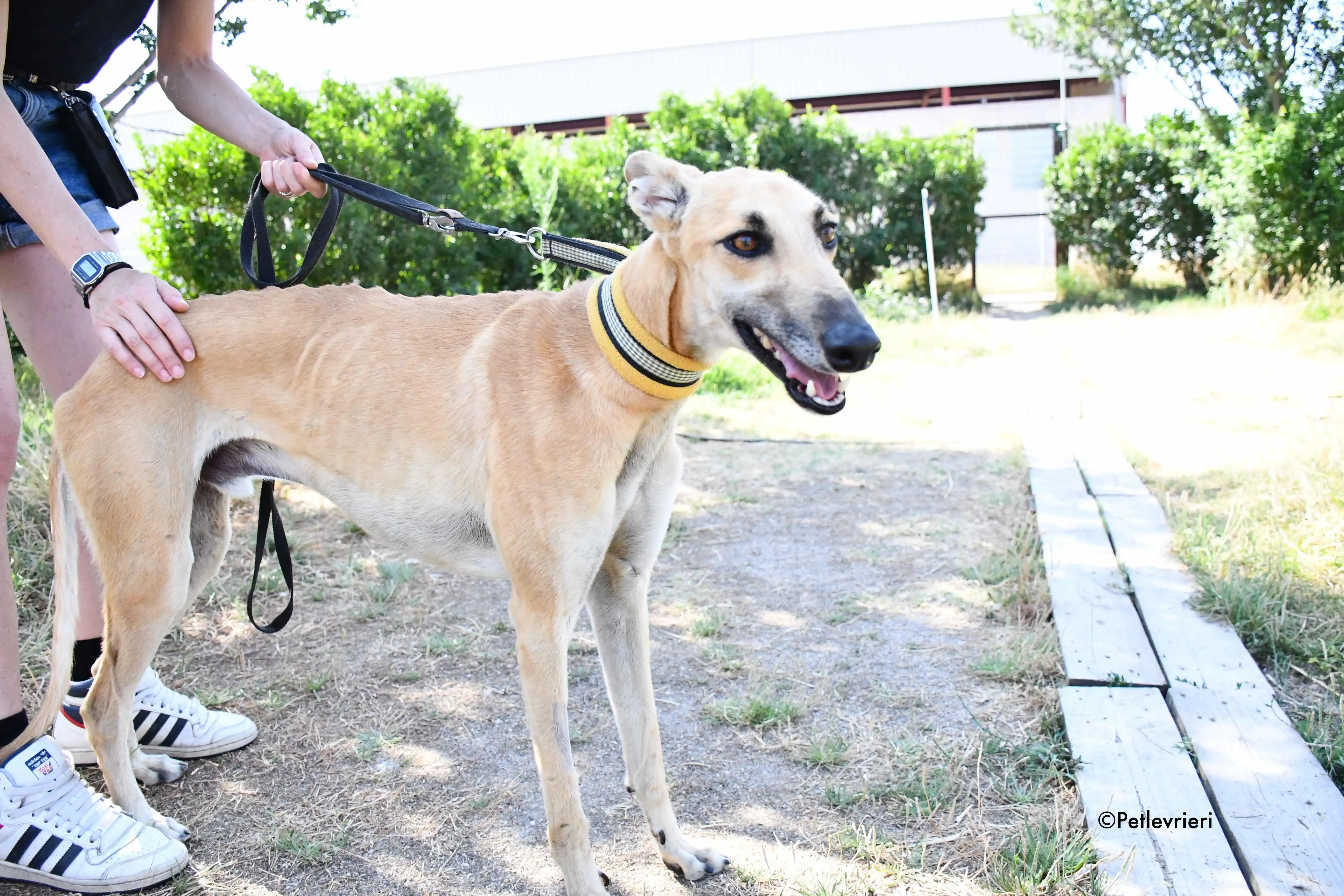 vano adozione levrieri galgo 3