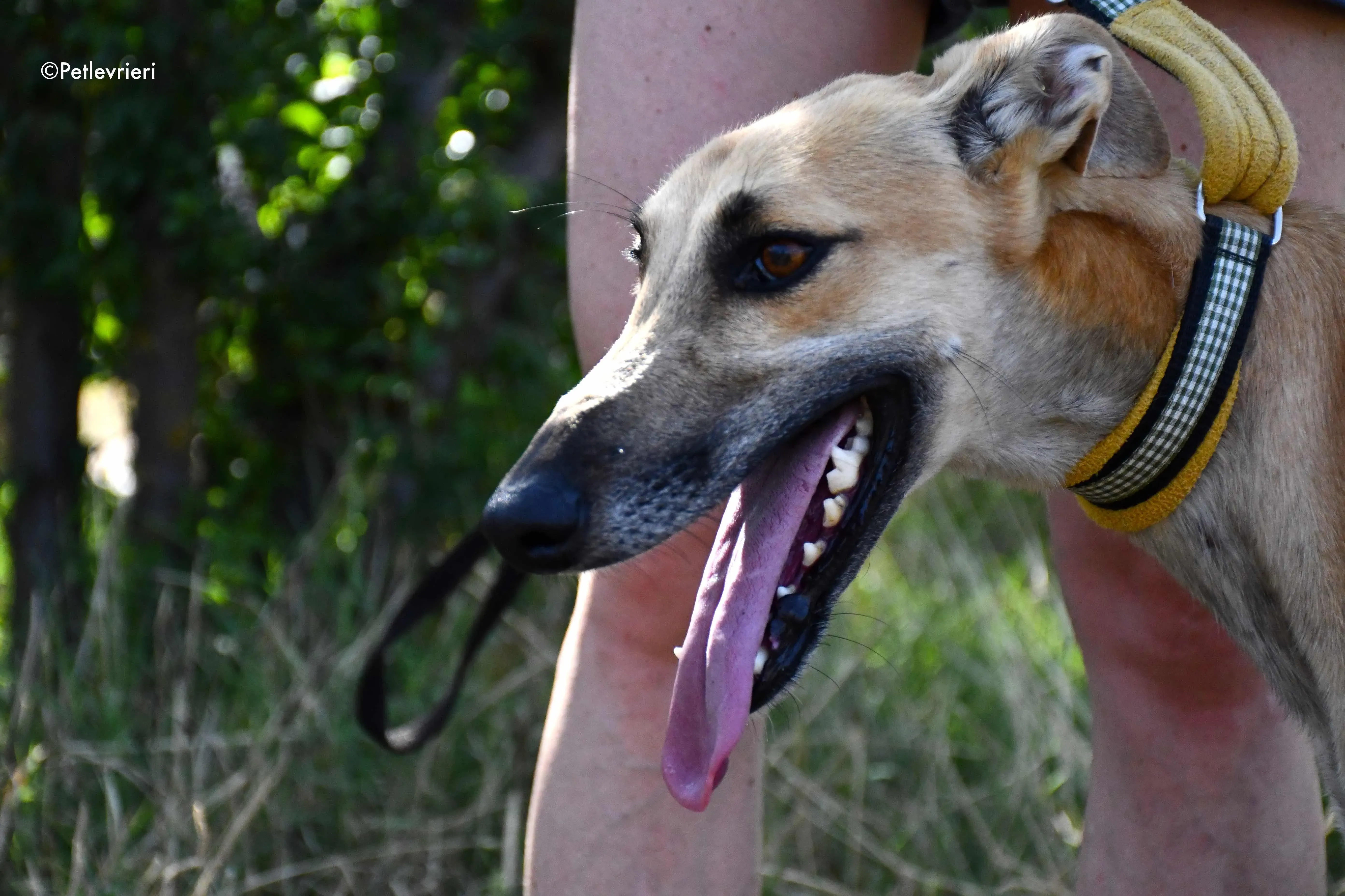 vano adozione levrieri galgo 4