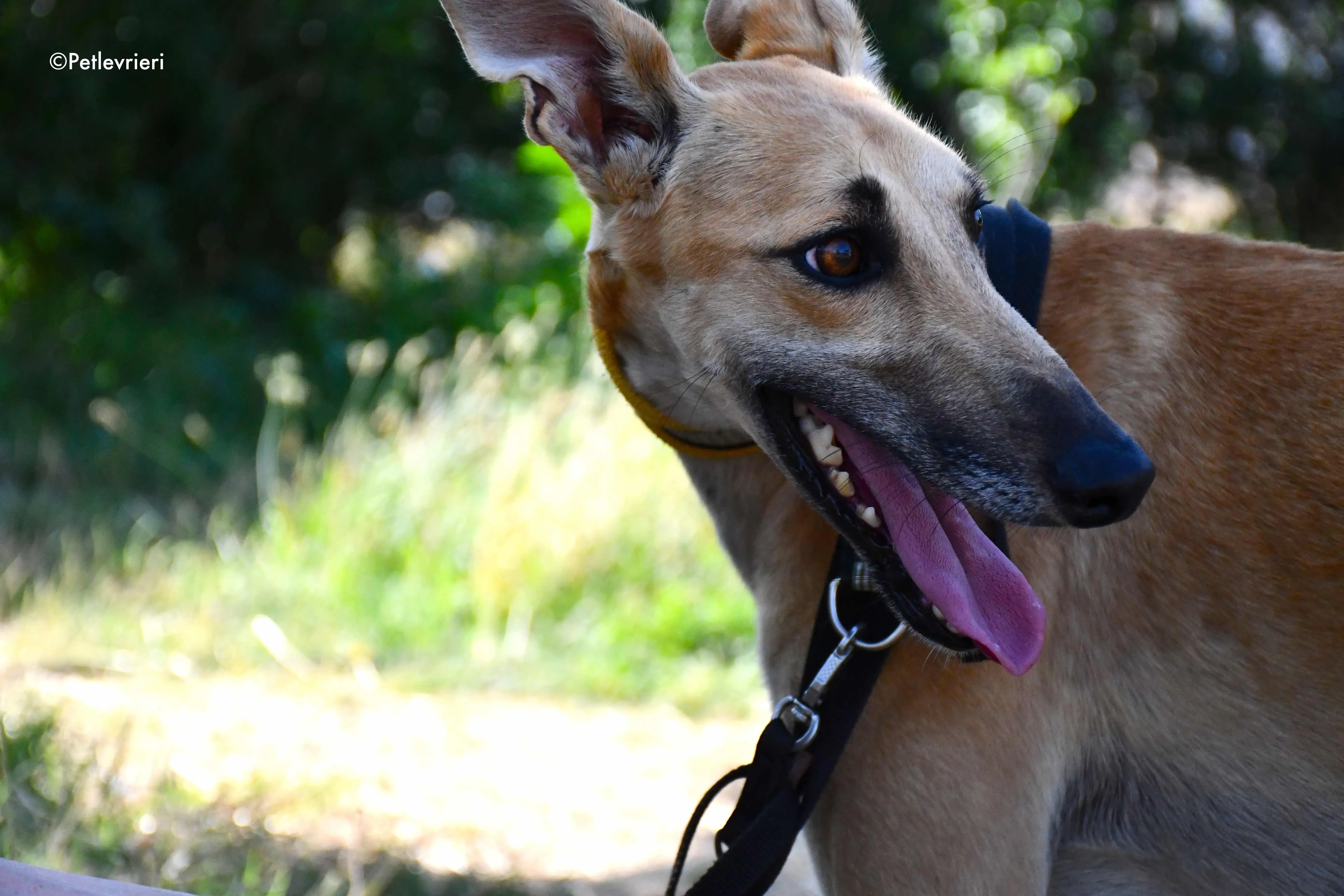 vano adozione levrieri galgo 9