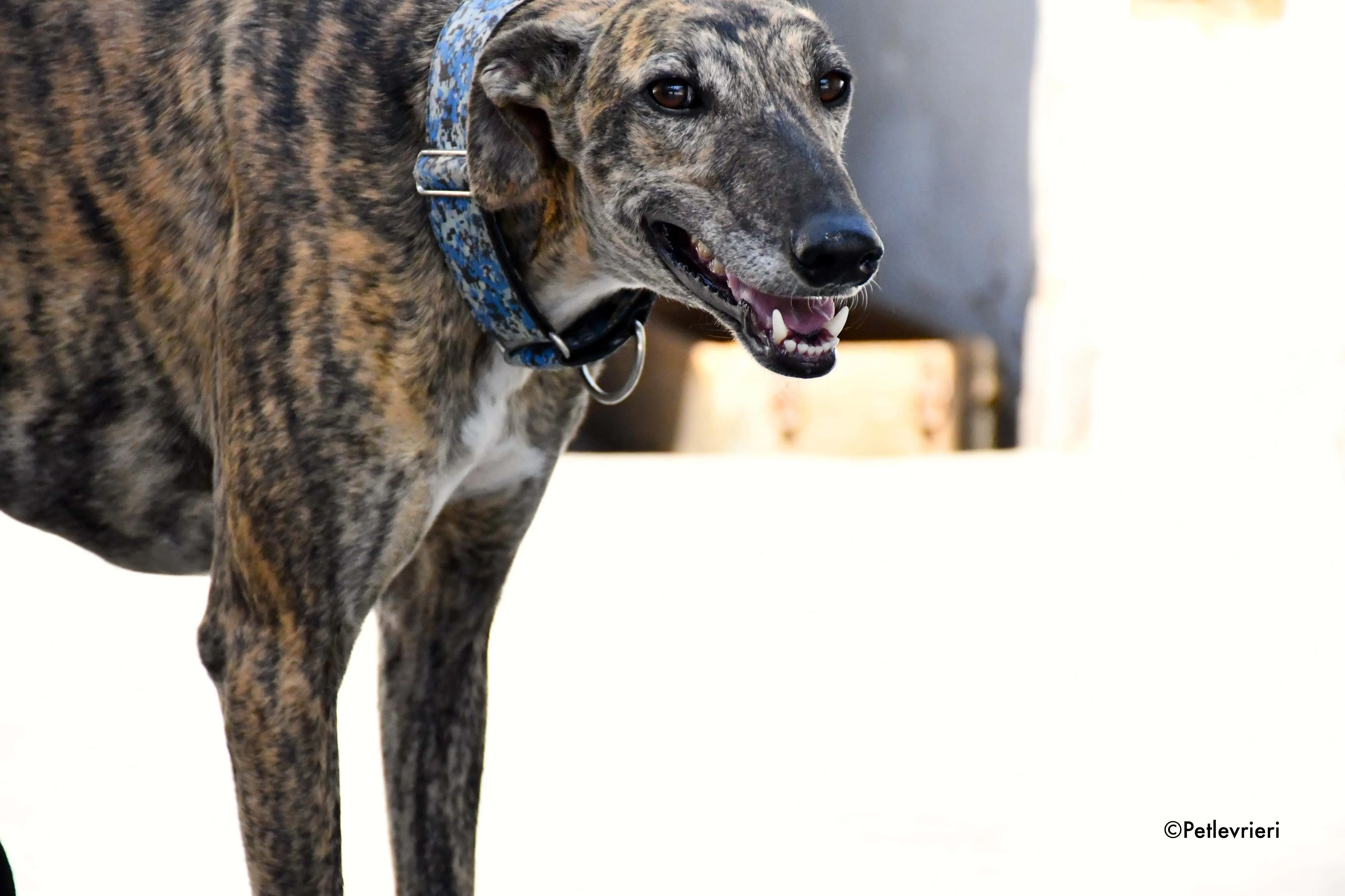 veloz adozione levrieri galgo 1