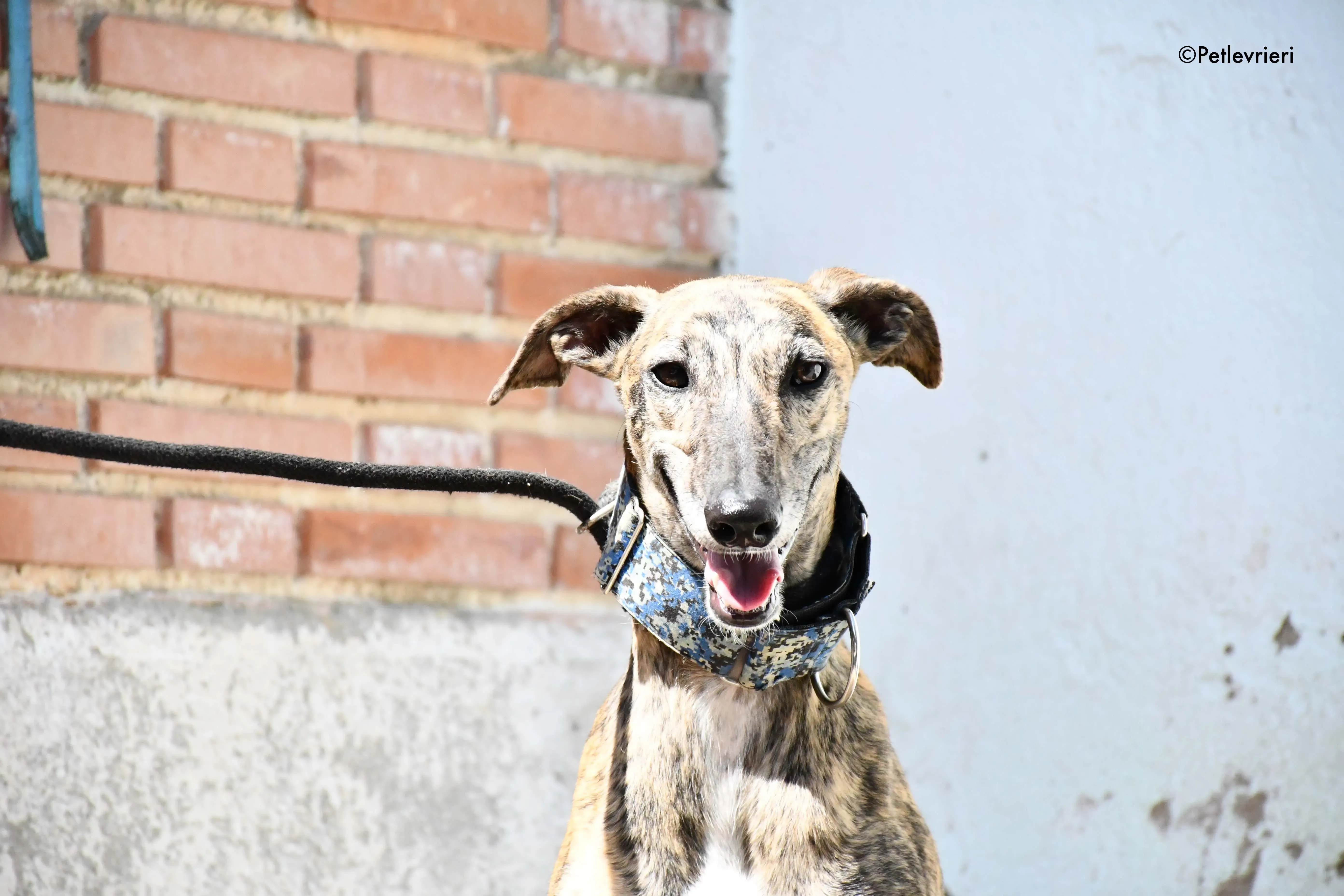 veloz adozione levrieri galgo 10