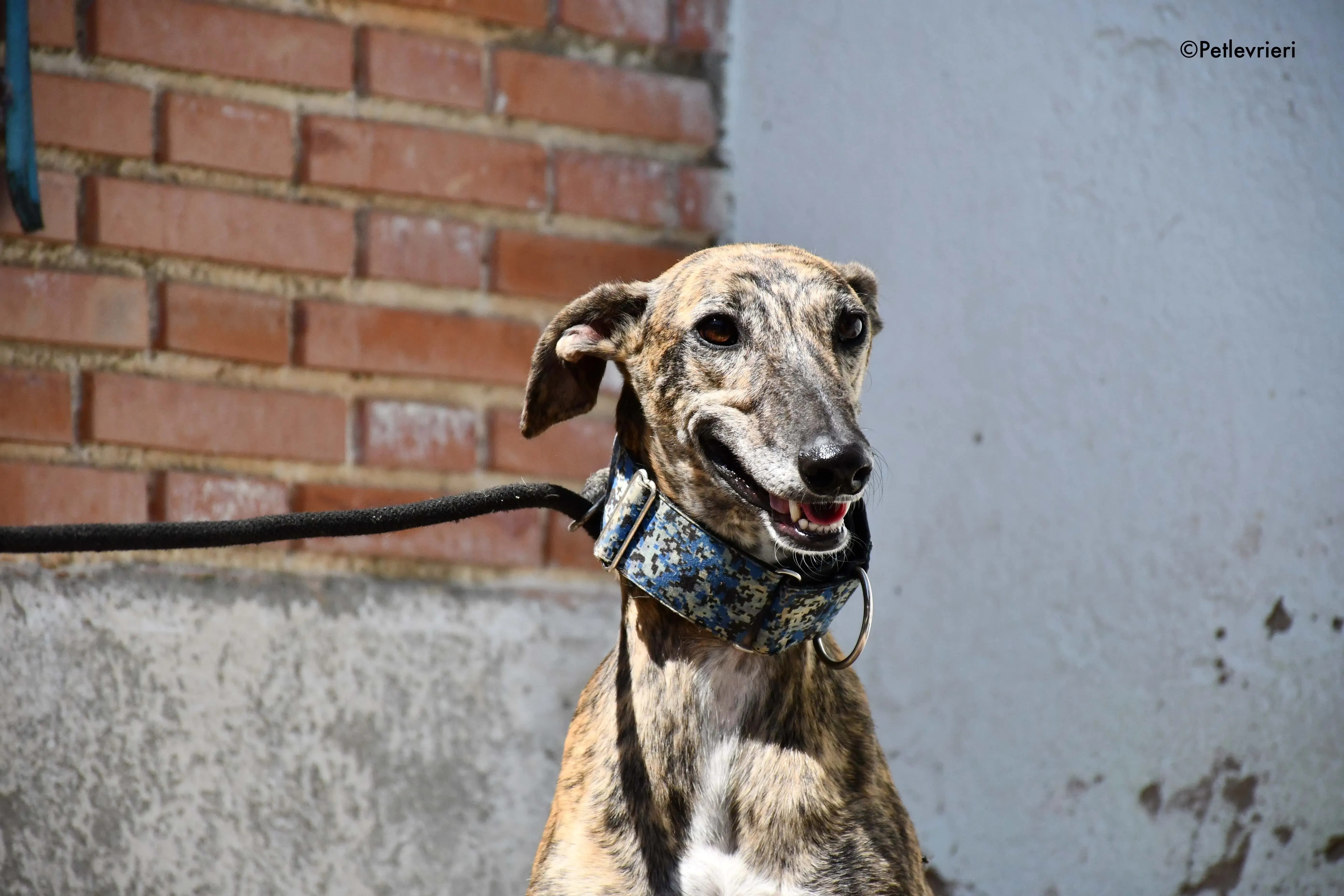 veloz adozione levrieri galgo 11