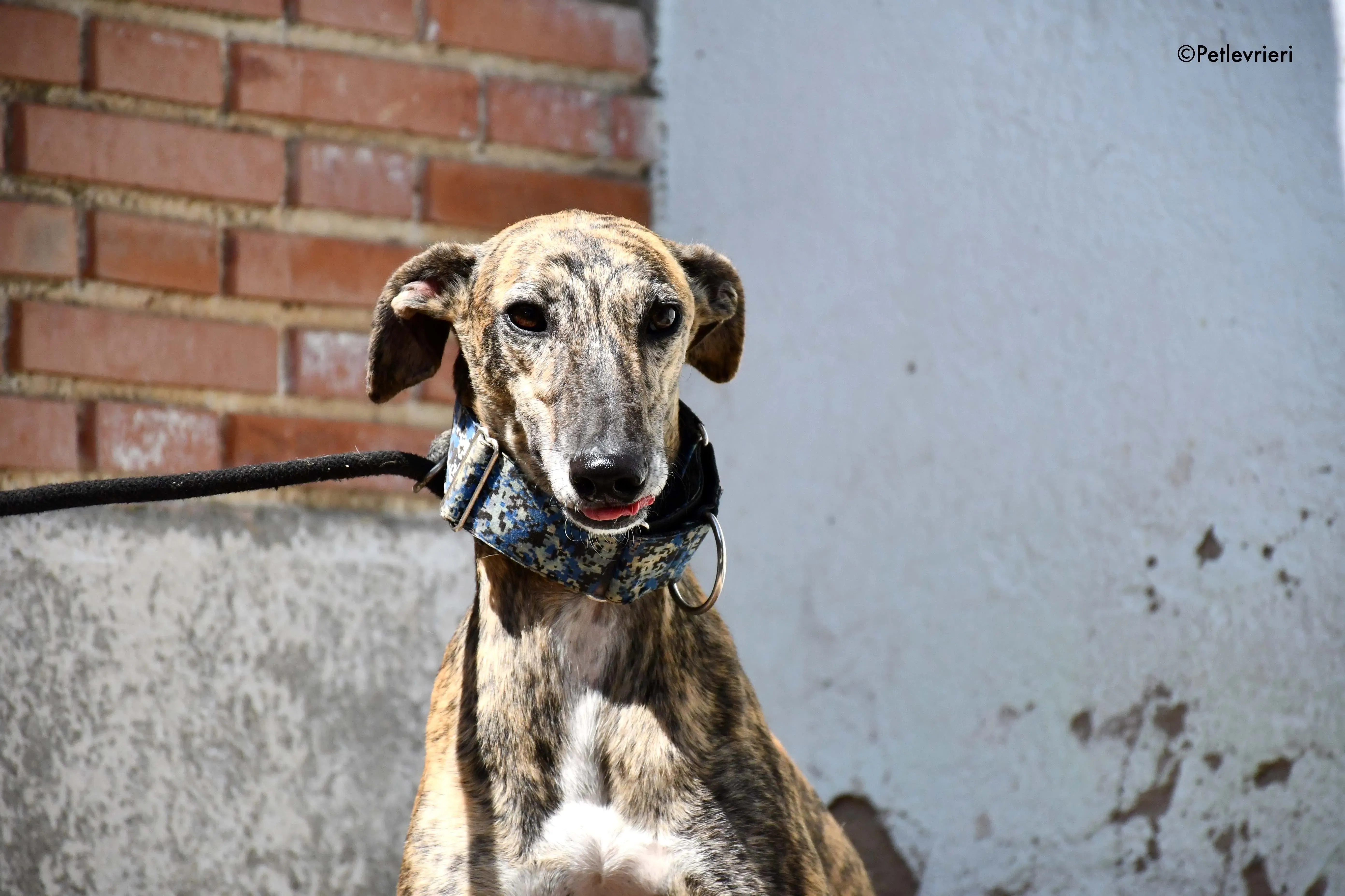 veloz adozione levrieri galgo 12