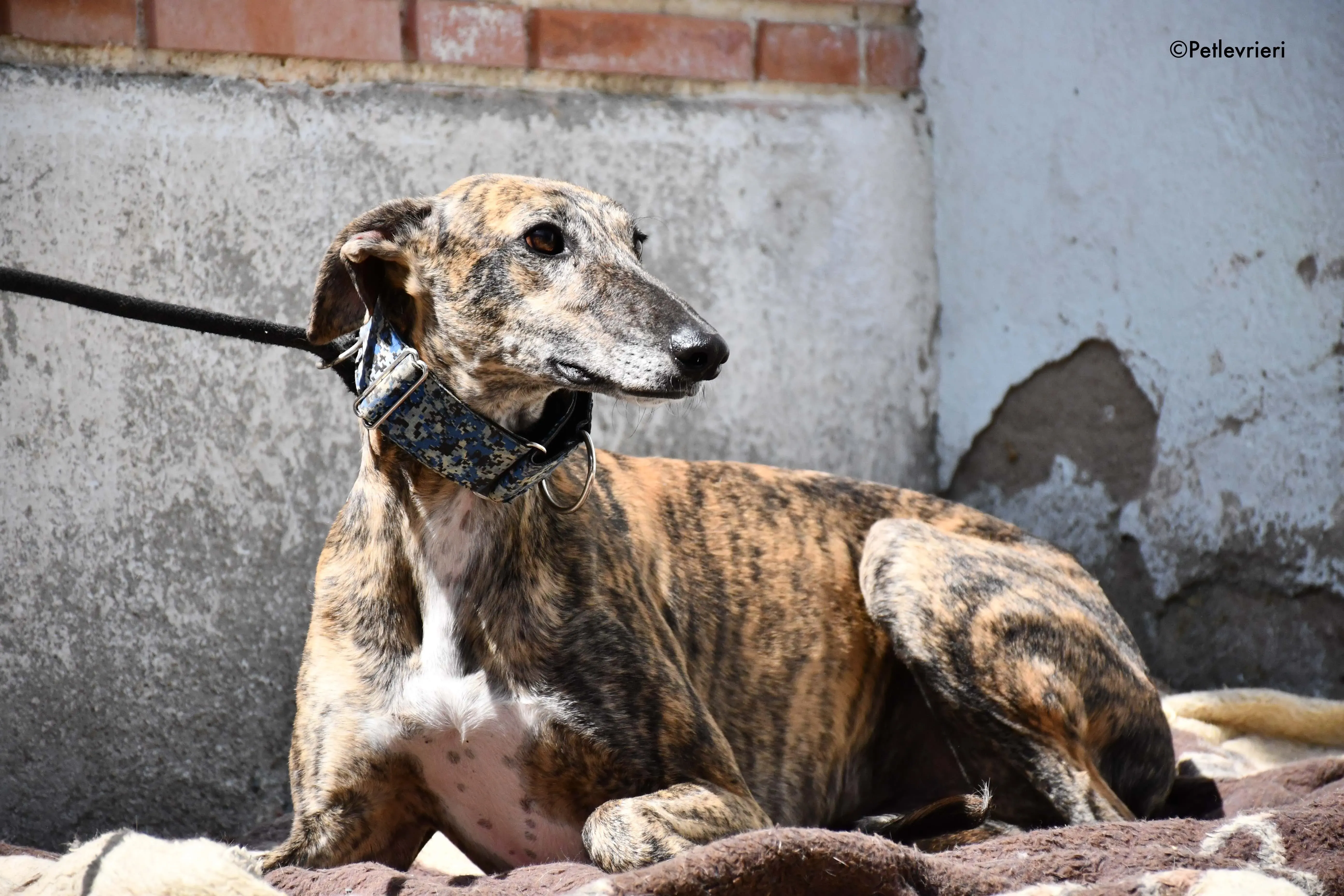 veloz adozione levrieri galgo 13