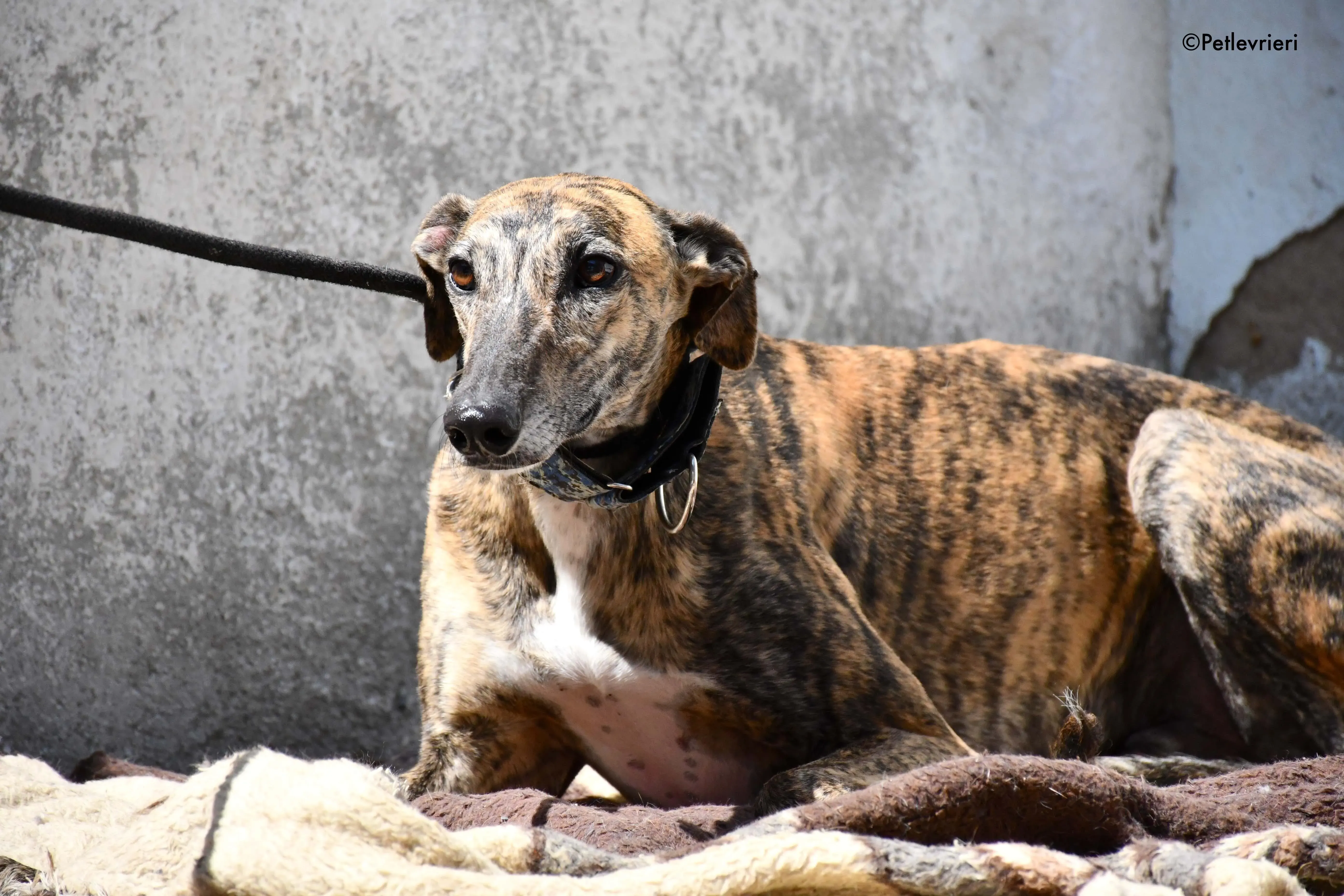 veloz adozione levrieri galgo 14