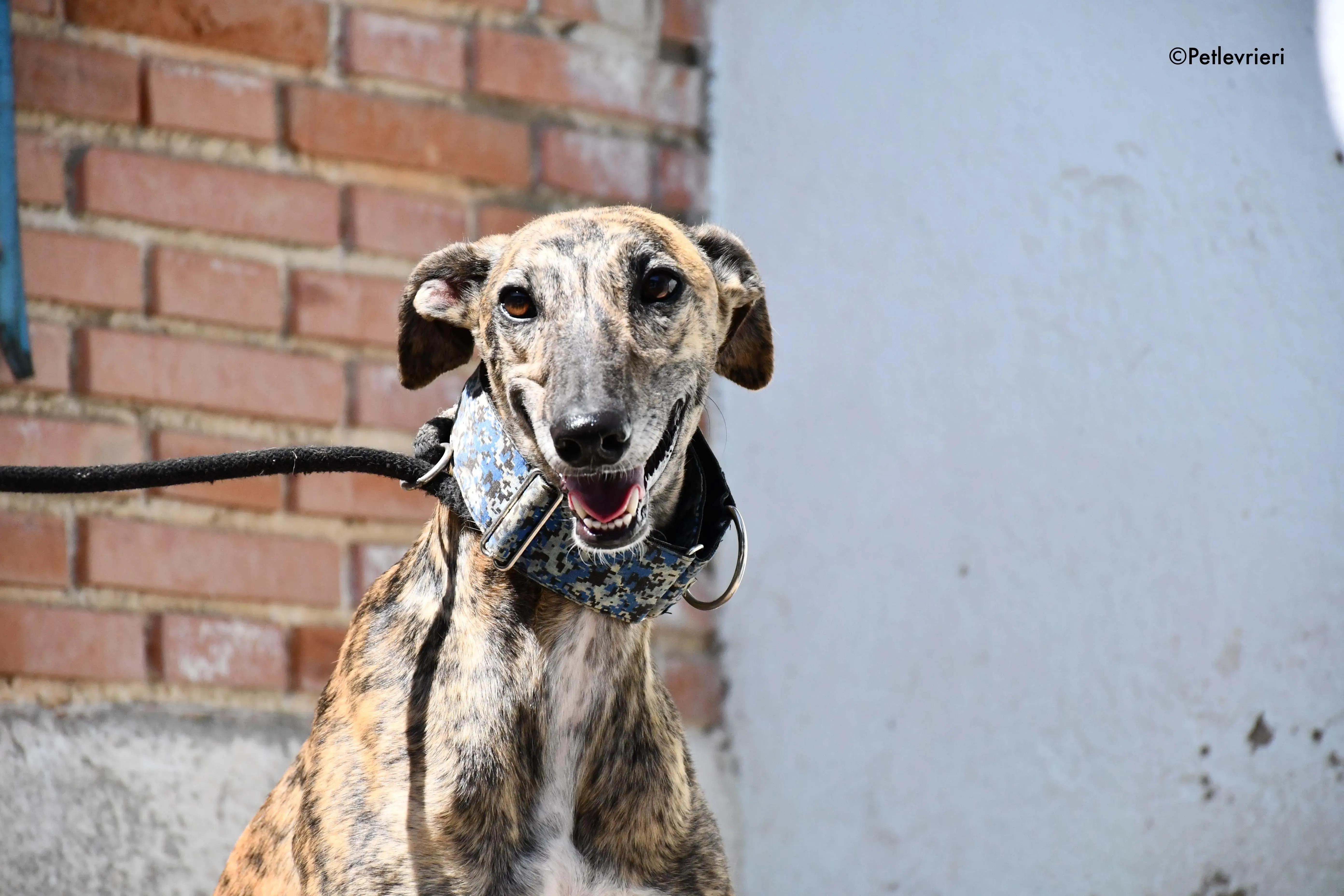 veloz adozione levrieri galgo 15