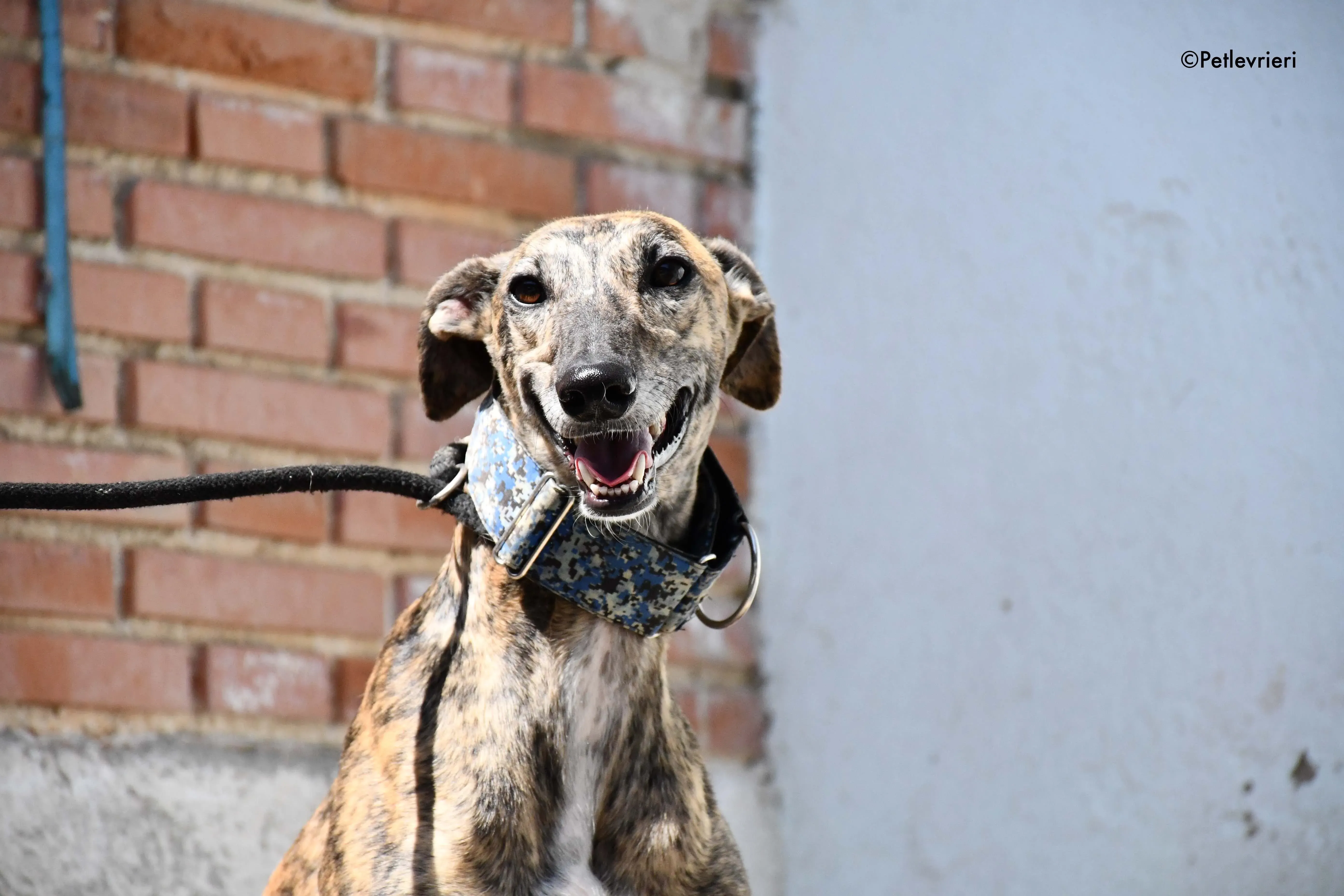 veloz adozione levrieri galgo 16