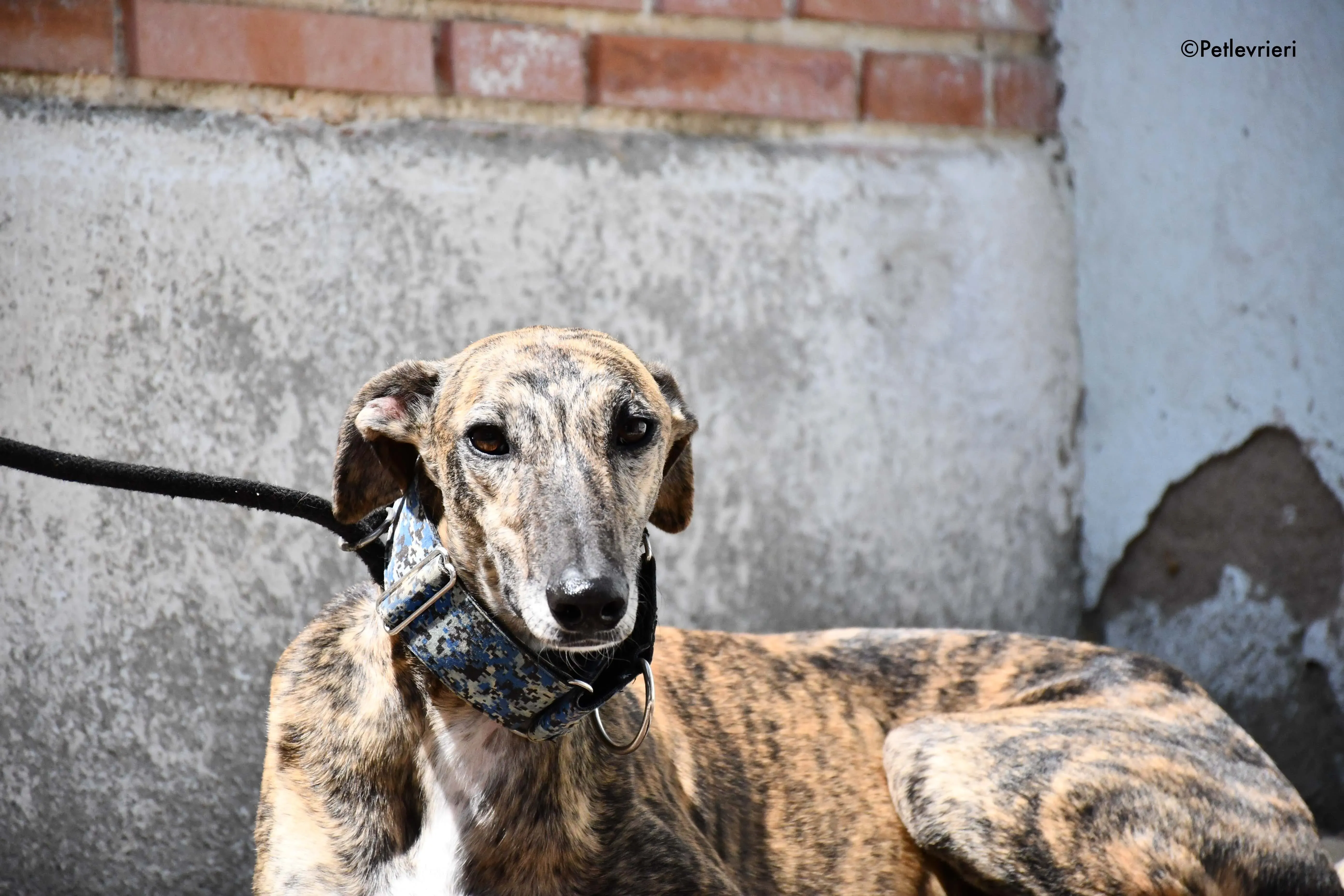 veloz adozione levrieri galgo 17