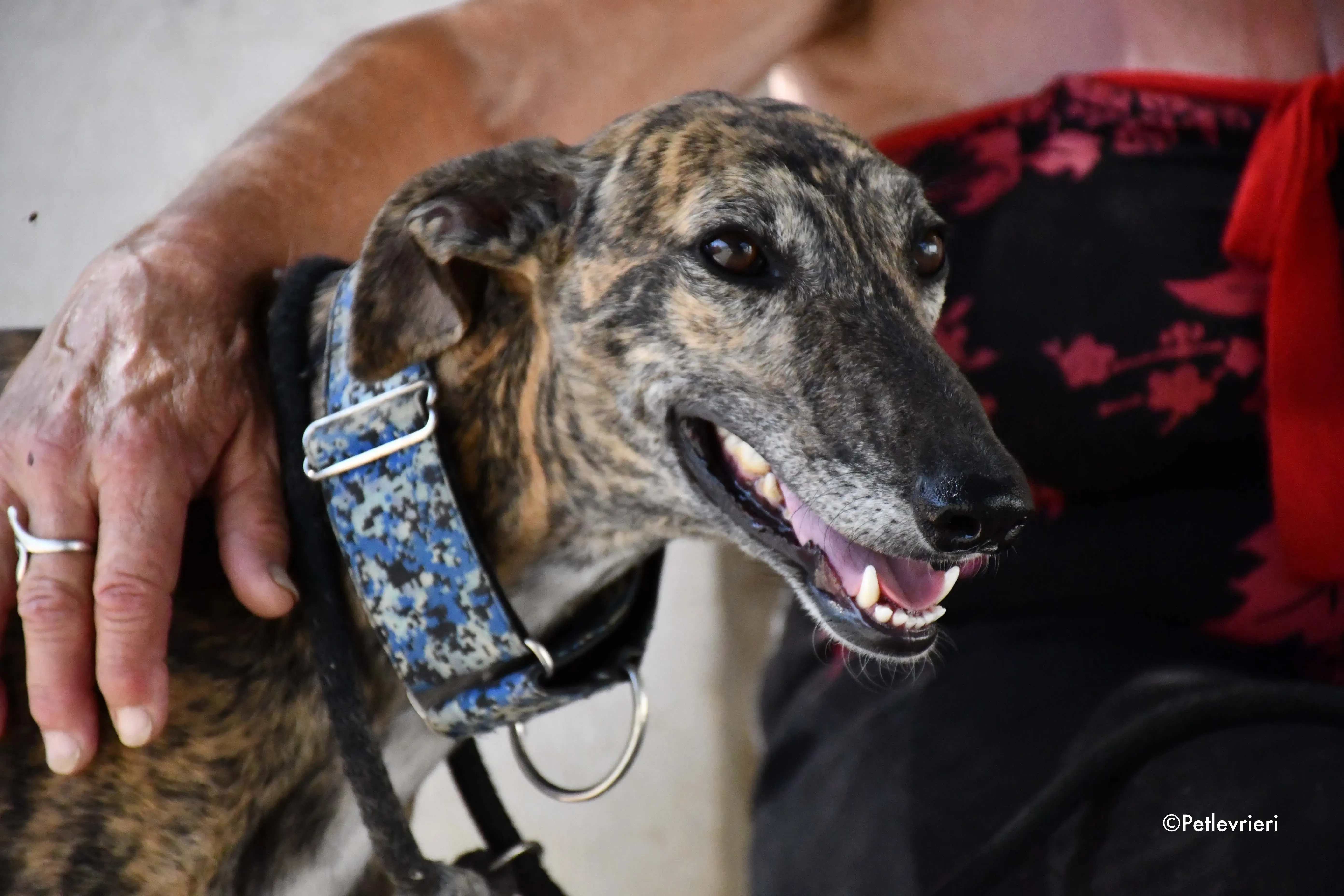 veloz adozione levrieri galgo 18