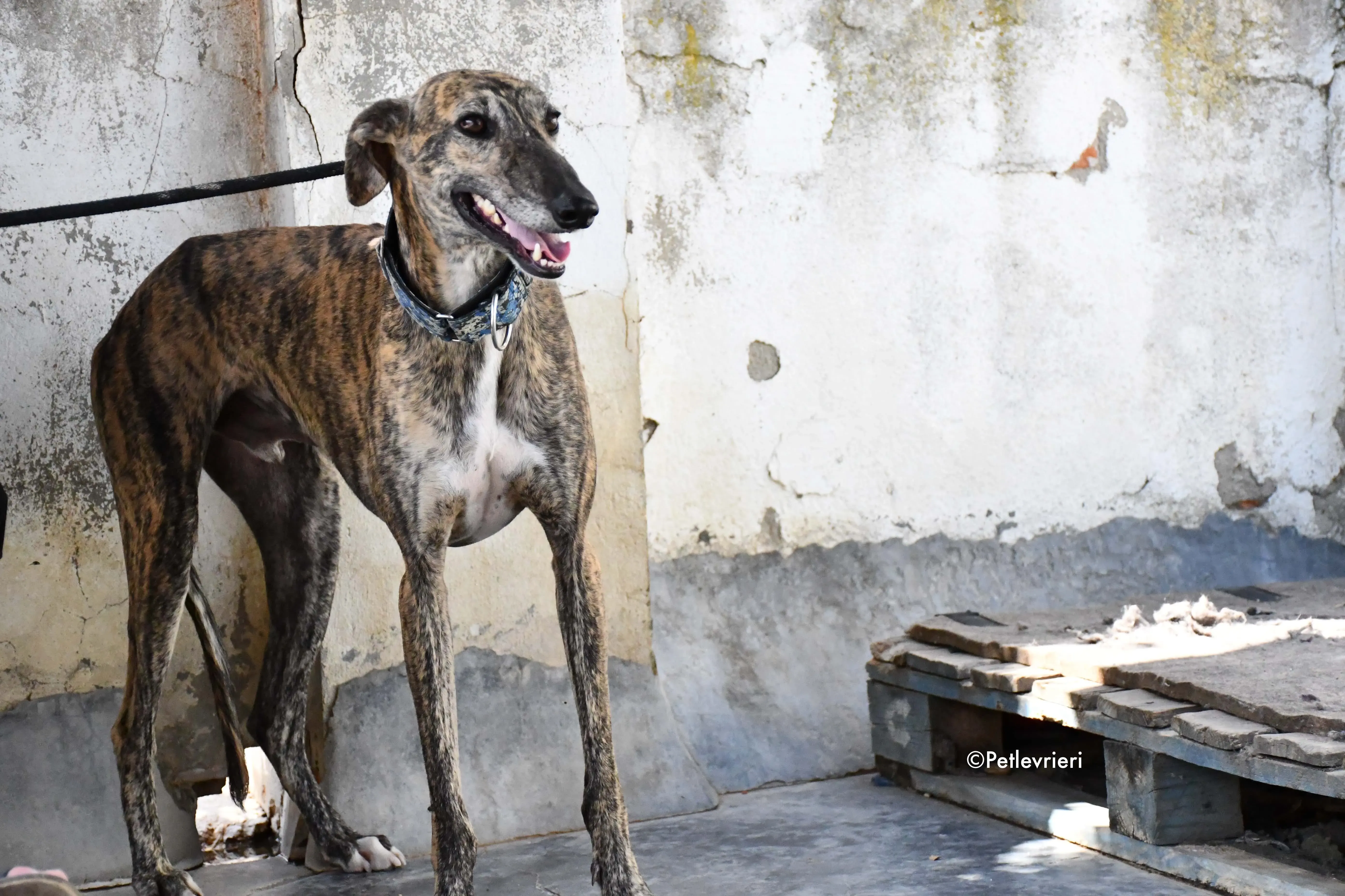 veloz adozione levrieri galgo 19