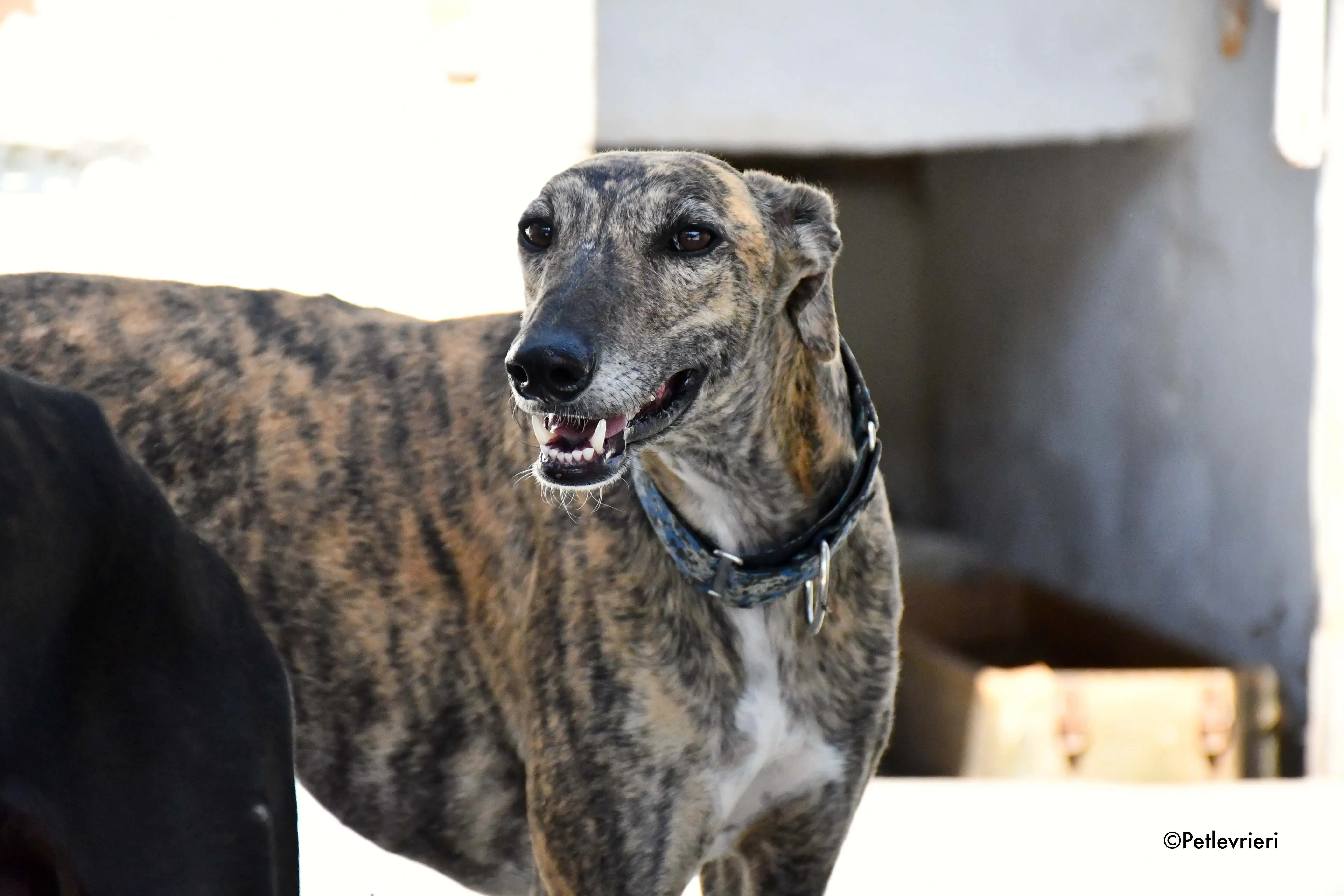 veloz adozione levrieri galgo 2