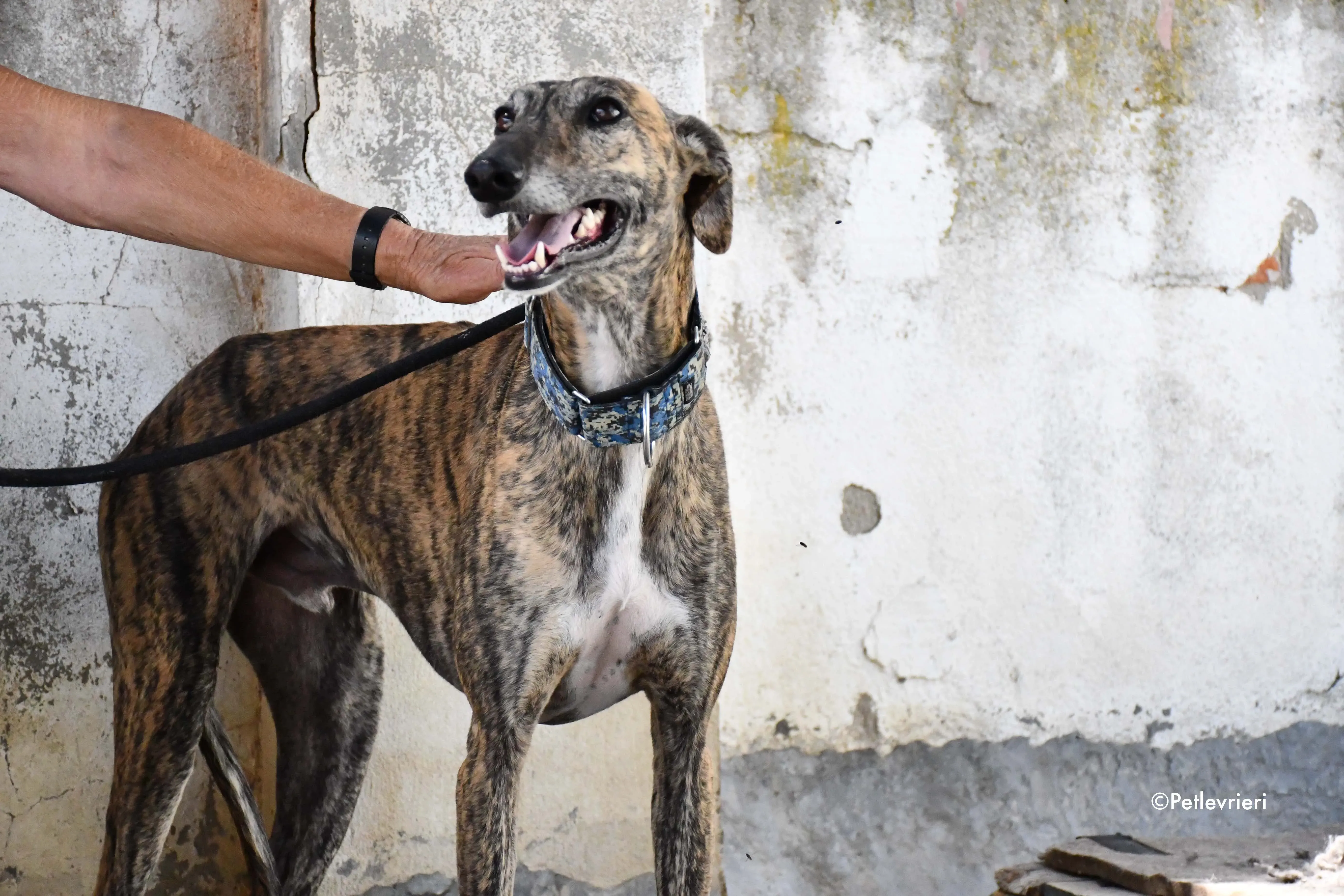 veloz adozione levrieri galgo 20