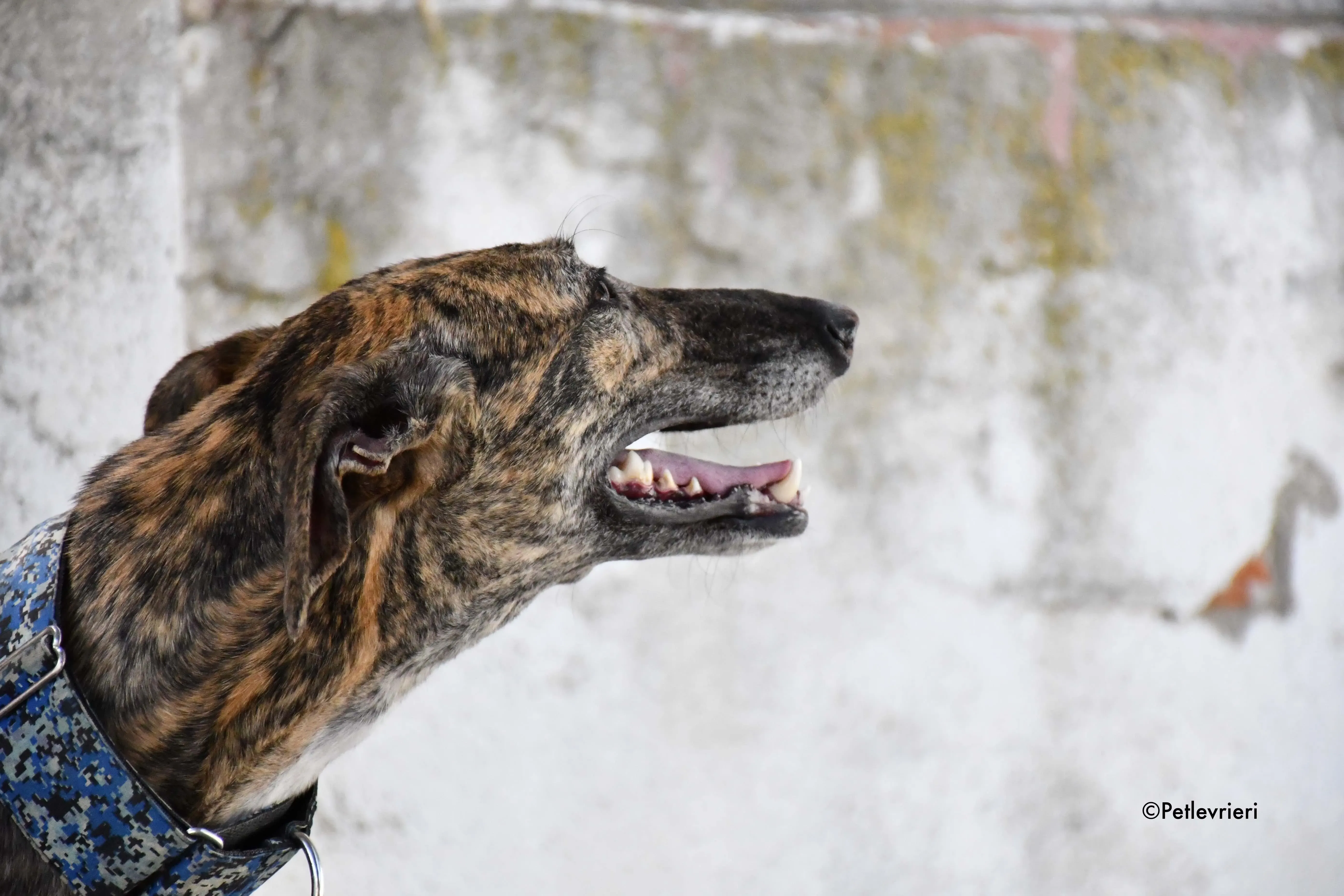 veloz adozione levrieri galgo 21