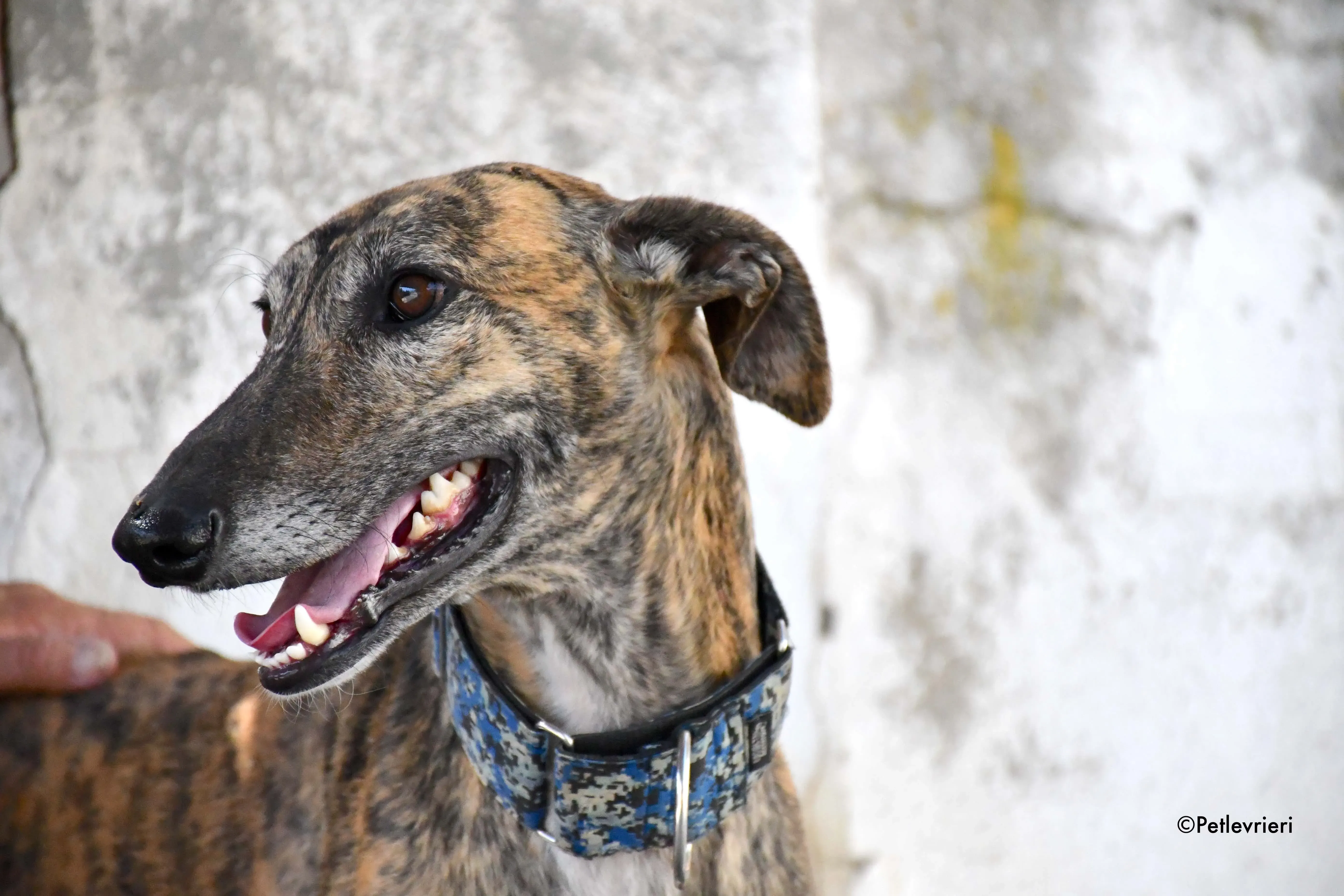 veloz adozione levrieri galgo 23