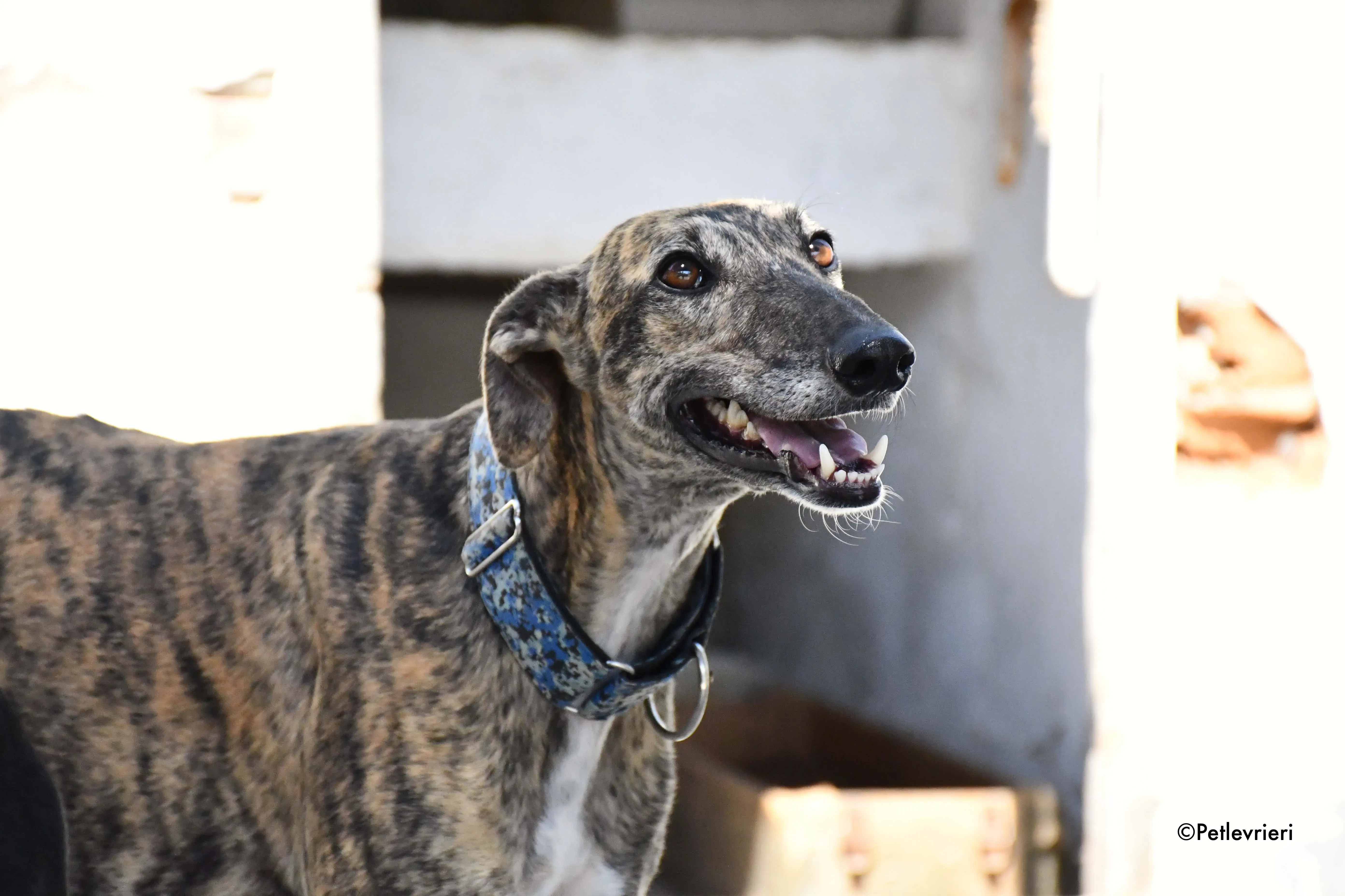 veloz adozione levrieri galgo 3